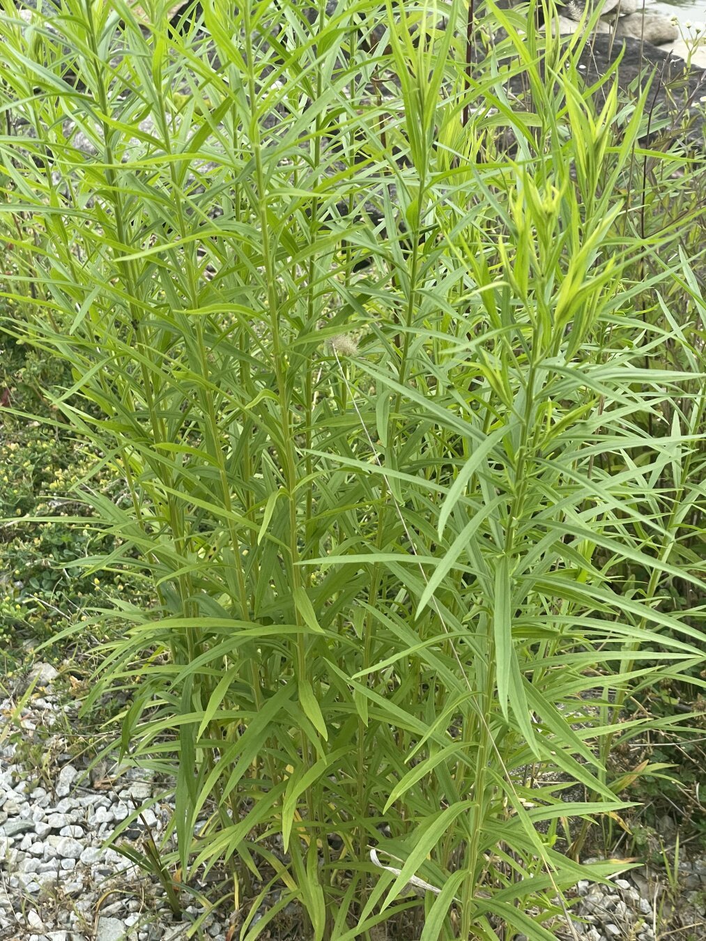 Koi Pond Plant 1