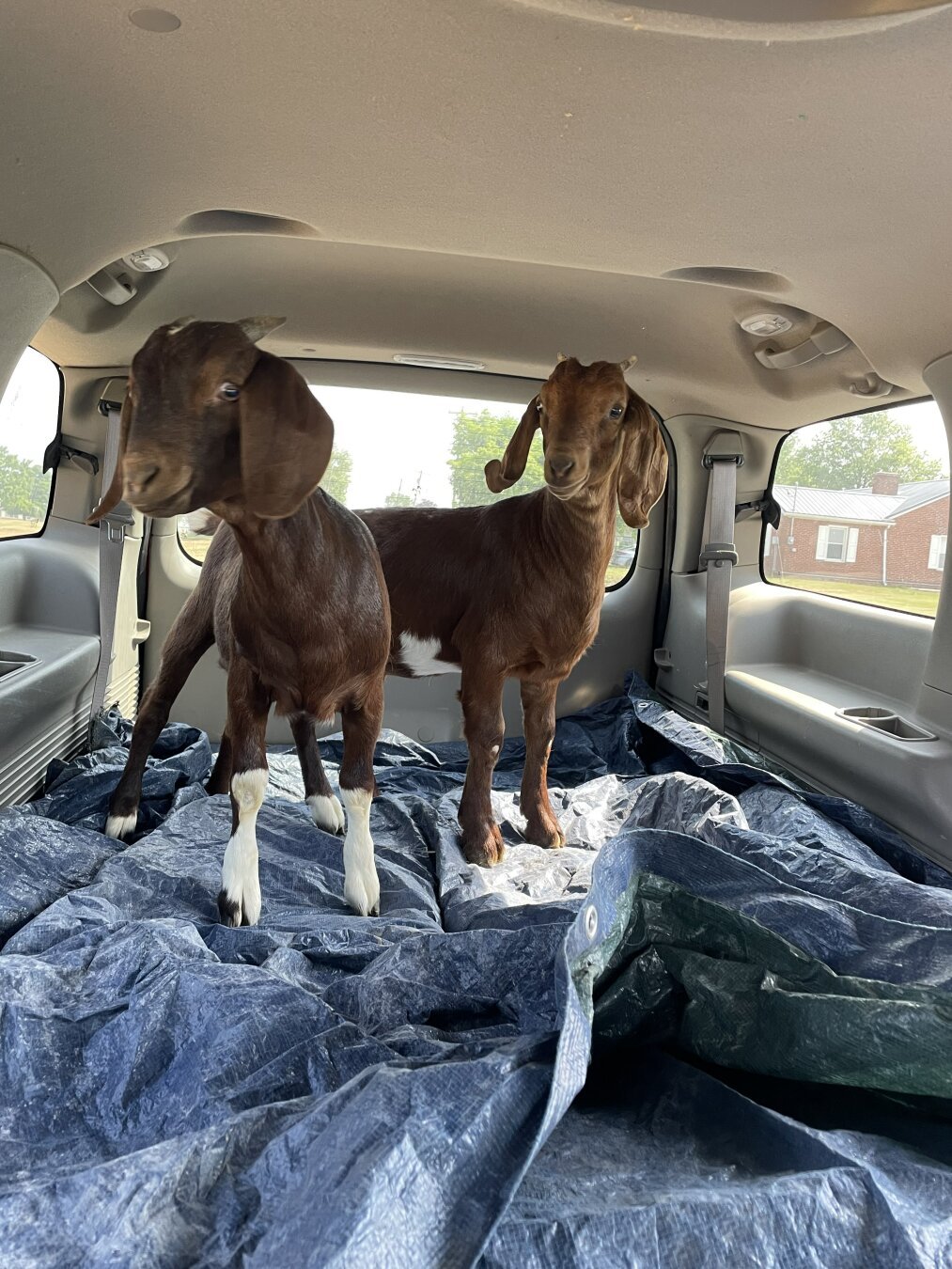 Baby Boer Goats