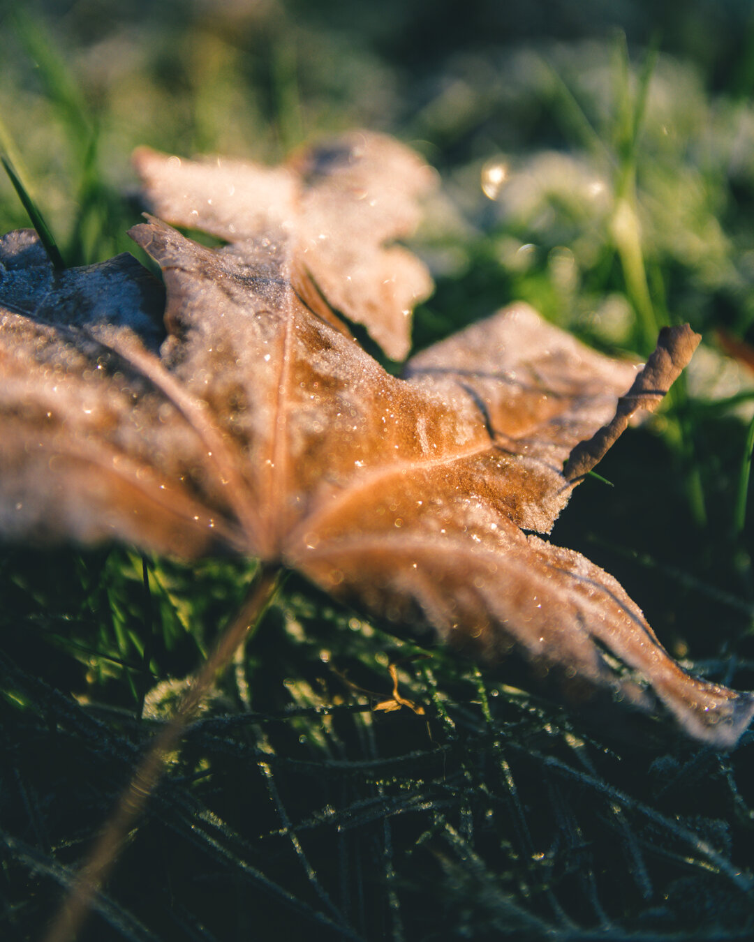 a dead maple leaf covered with frost lit up by early morning light