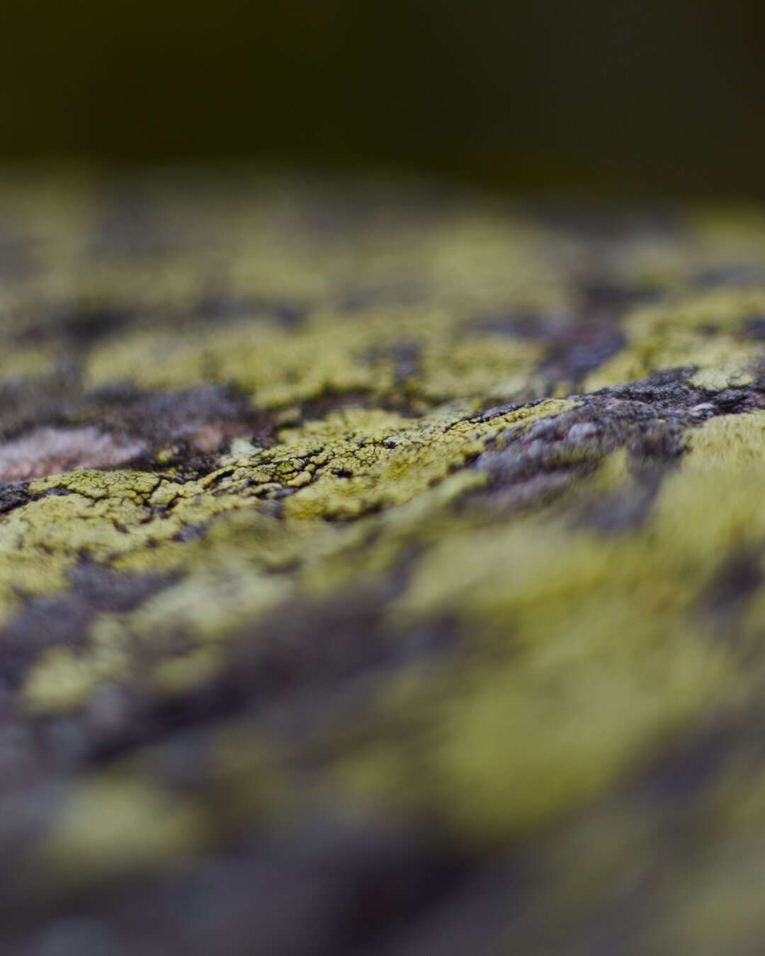 patches of green lichens on a rock