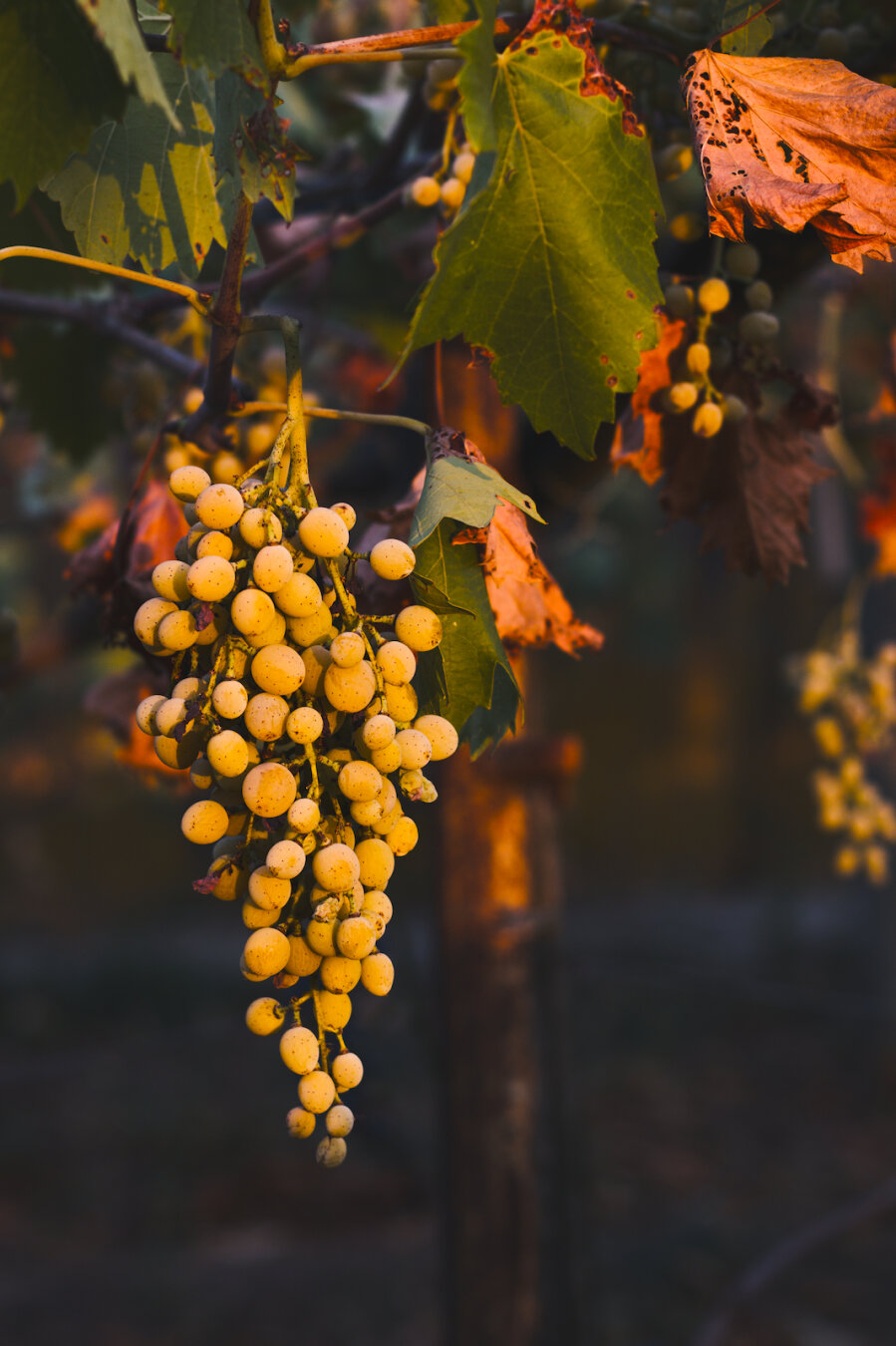 a bunch of grapes lit by early morning light