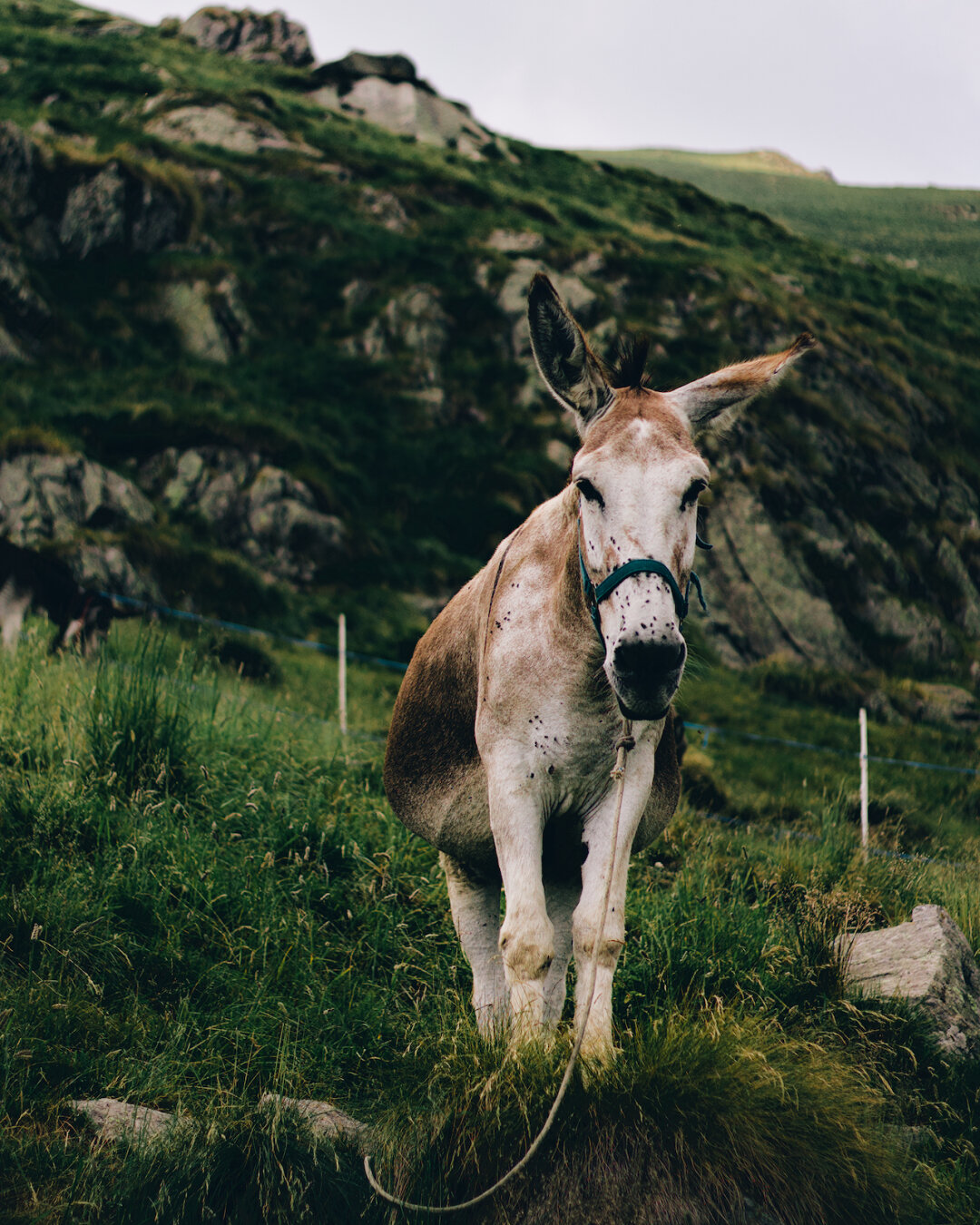 a white and brown donkey looks straight at the camera