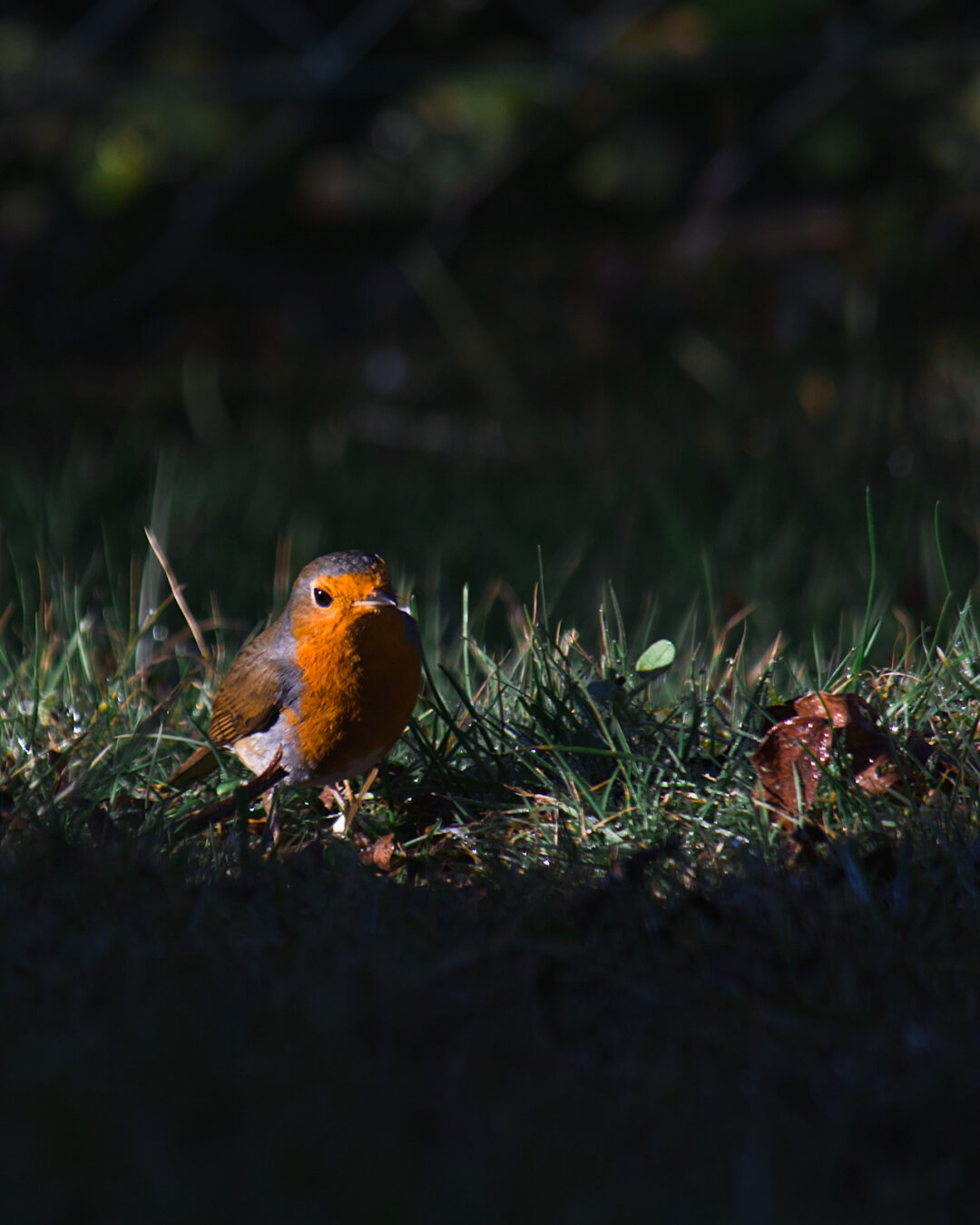 a european robin looking for food on the ground