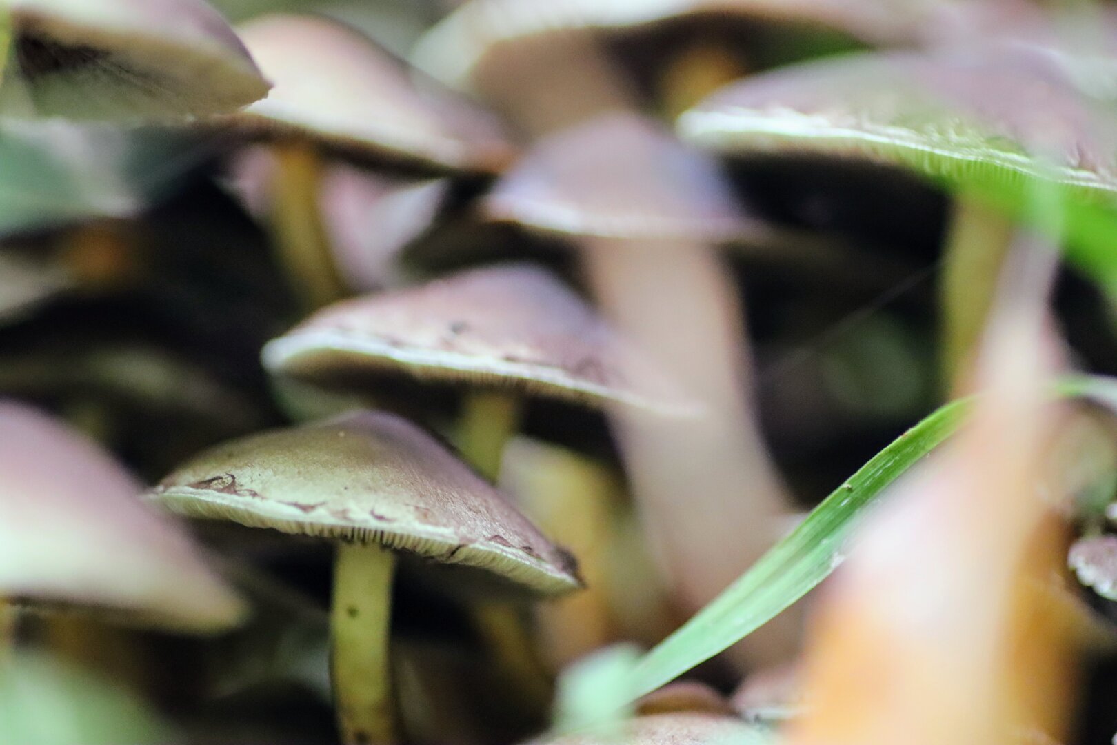 Macro shot of a clump of (possibly) Sulphur Tuft fungi, one of which is in focus. The caps are violet with white edges and gills, and the stems are narrow and pale yellow.