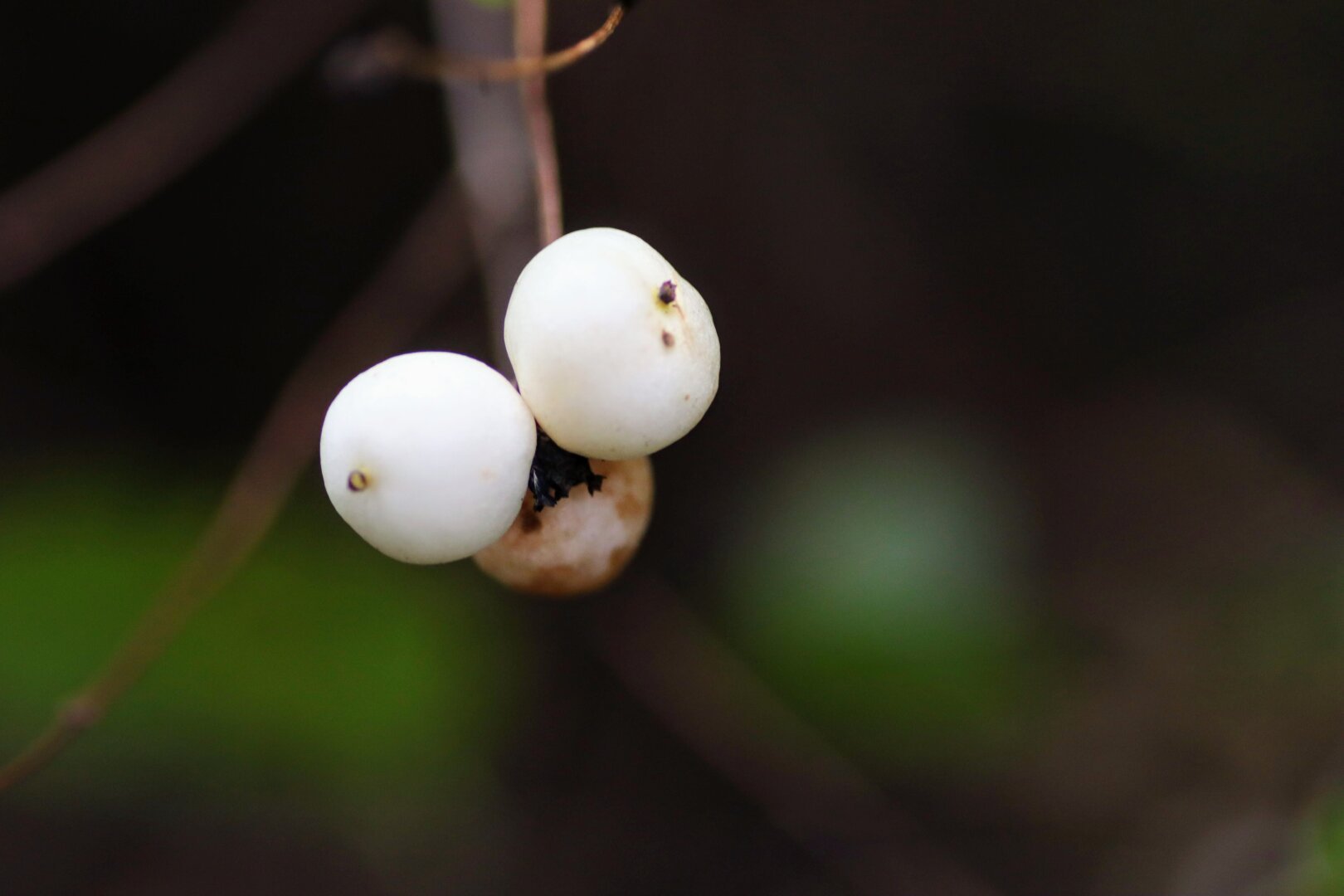 A thin branch hanging down from the top of shot, with two white snowberries on the end, against a dark bokeh background.