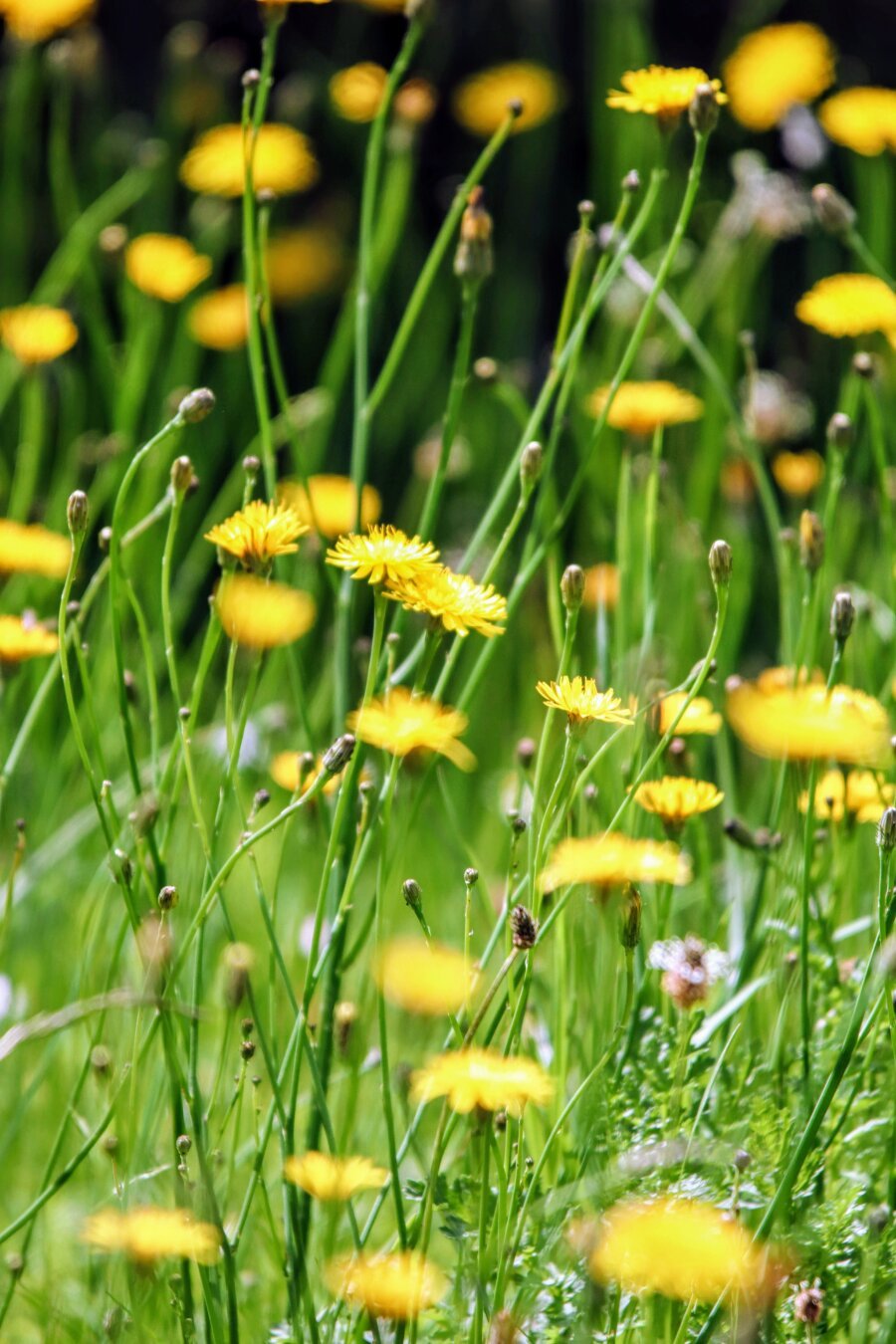 #flowers #wildflowers #dandelions #nature