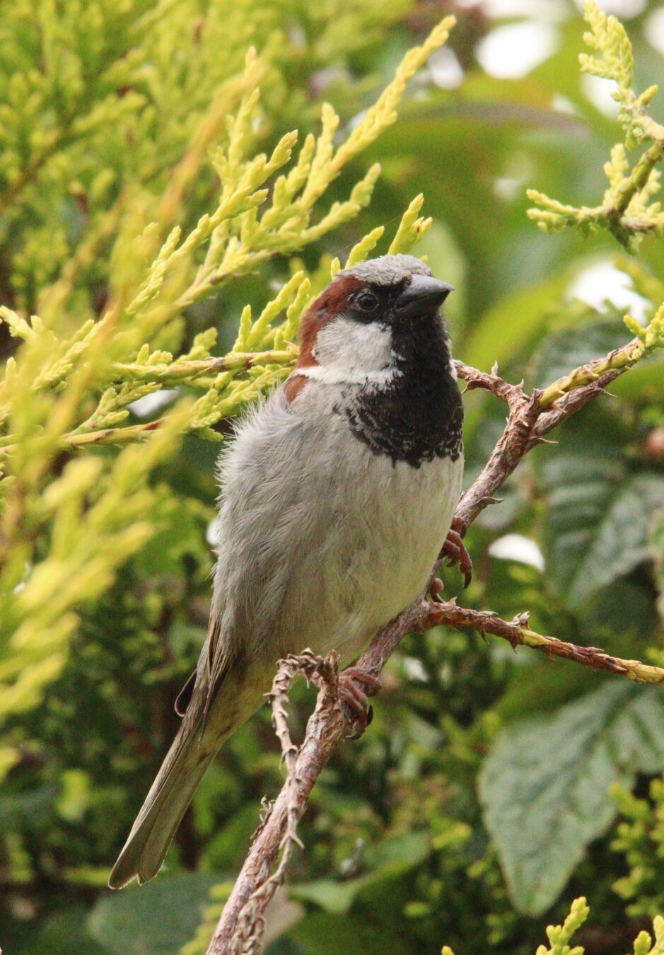 #nature #naturePhotography #birds #birdPhotography #sparrow