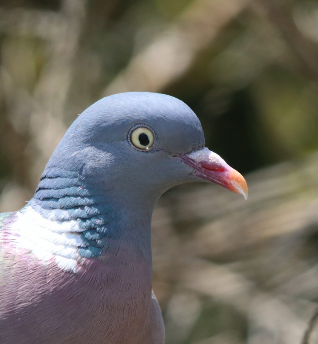 Head of a wood pigeon, looking to the right