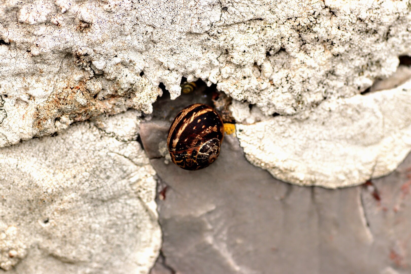 Dark and light brown snail shell on a stone wall, surrounded above and either side with white lichen.