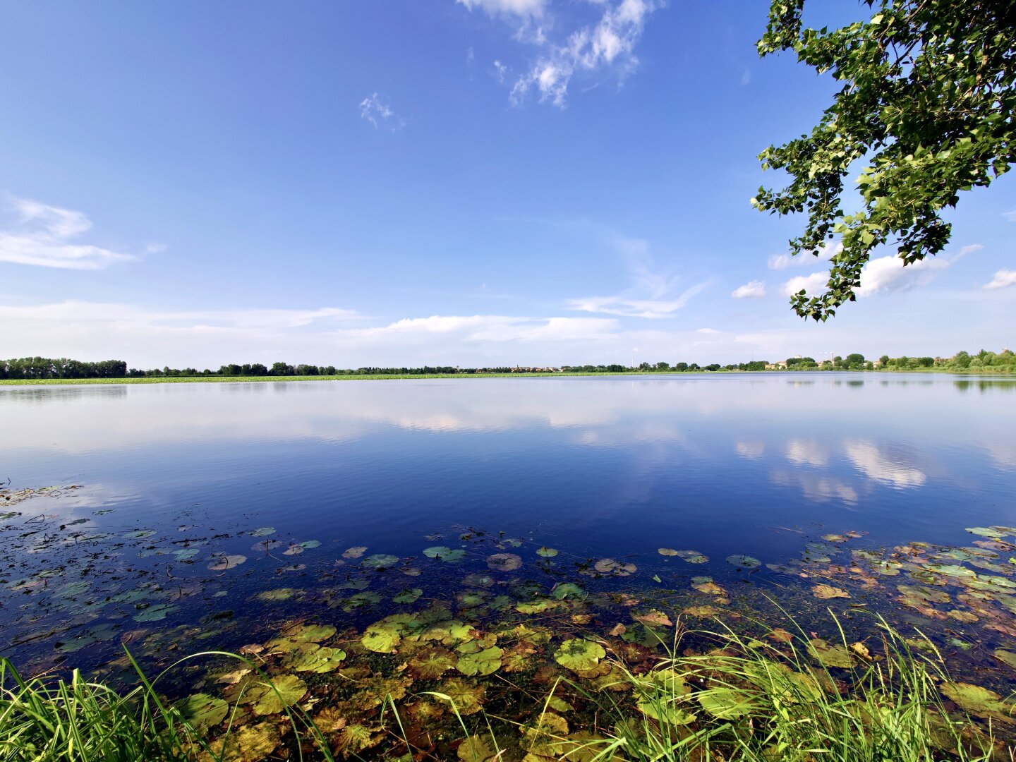 Sunny day on a lake bank, lotus leaves in the foreground and a tree branch coming into the frame from the left. Main colors are blue and green.