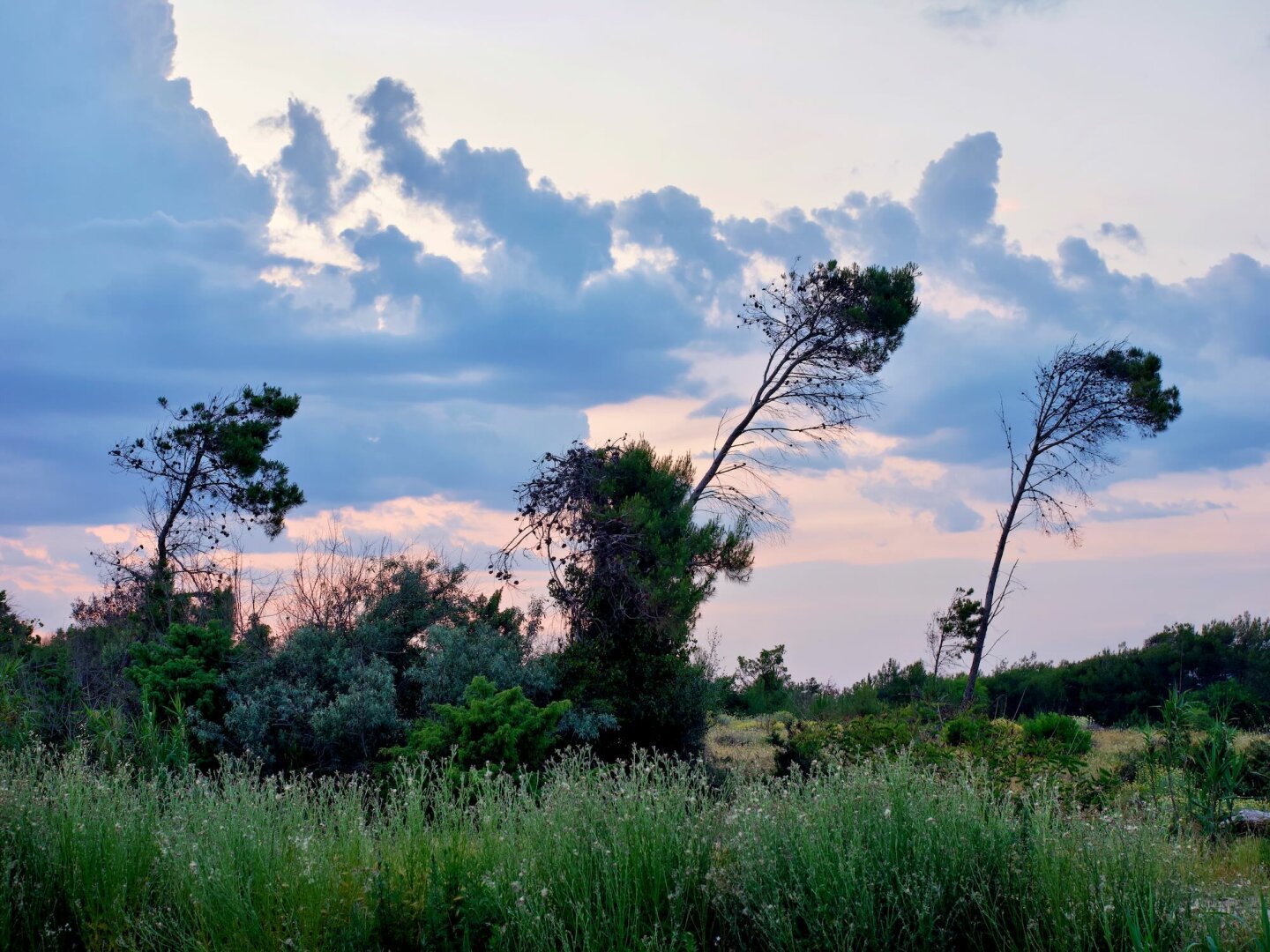 Three tall trees visibly leaning right due to constant blowing winds. Light blue clouds in a pinkish dusk sky.