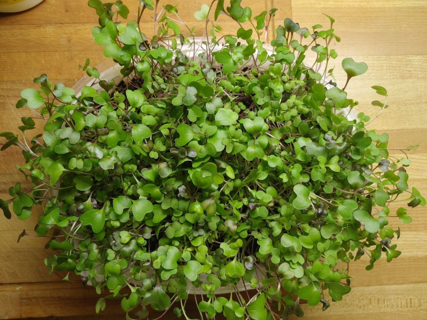 Round takeout container being used as a plant pot, growing a mix of baby brassicas for salad. Plants are tiny little seedlings.