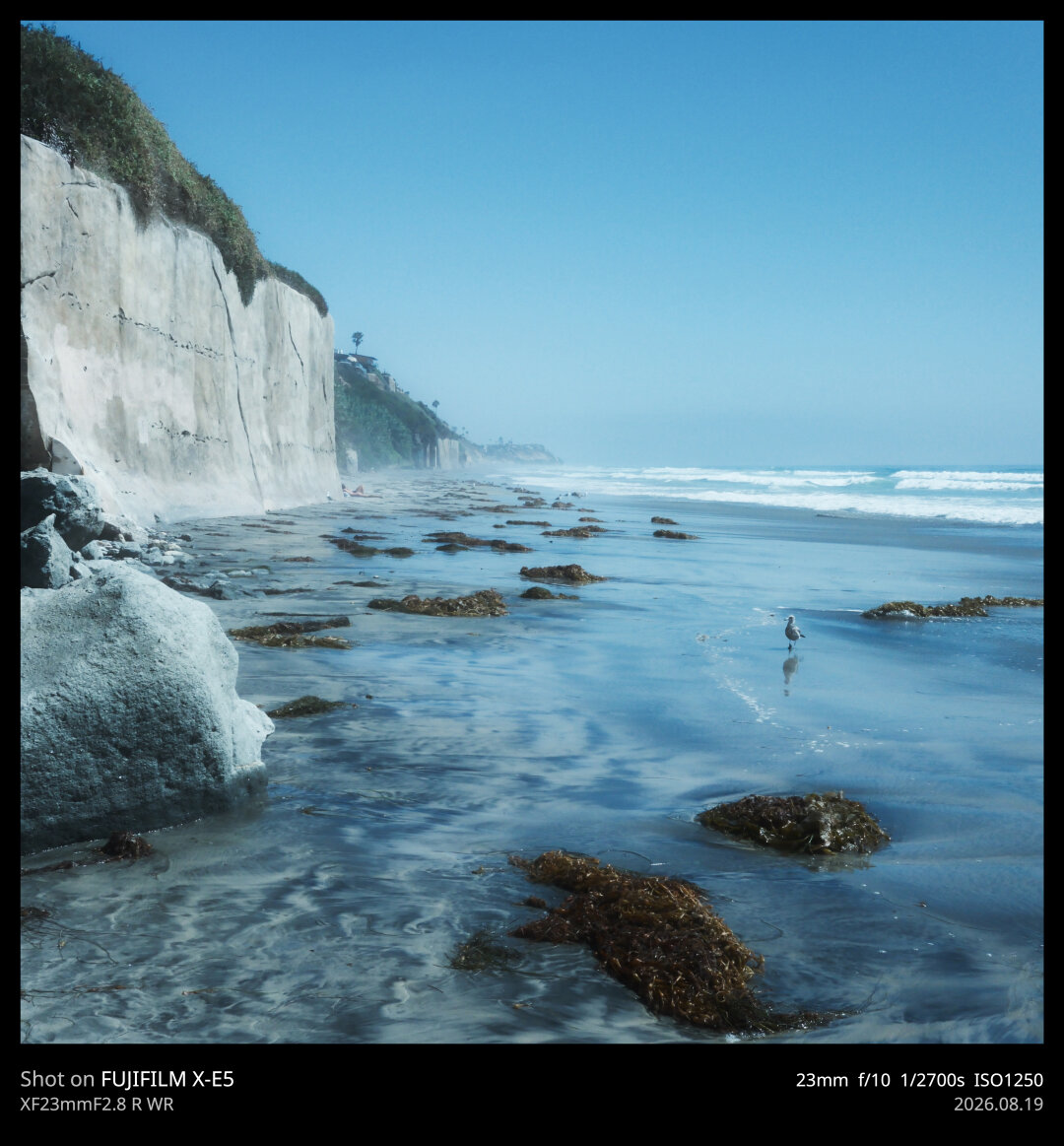 A seagull walks among the seaweed piles on the beach. To the right are the crashing waves of the Pacific. To the left is the coastal cliff overlooking the scene.