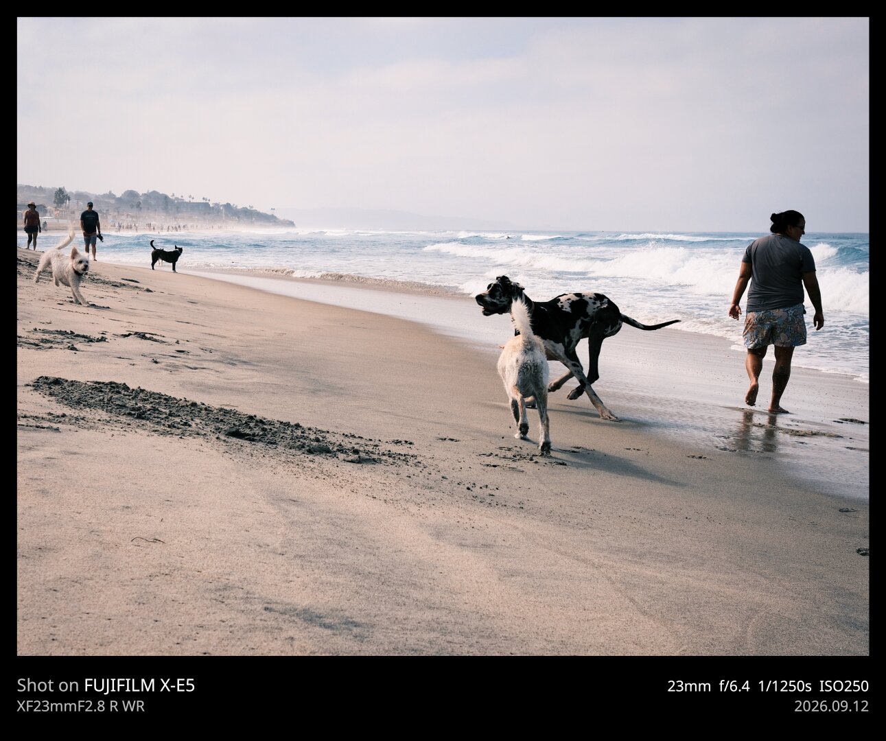A black and white spotted Great Dane runs with gusto into the frame. He's being intercepted by another dog between him and the camera (no idea what breed) and a sorta Westie looking dog coming in from the left. The waves roll in behind the Dane.