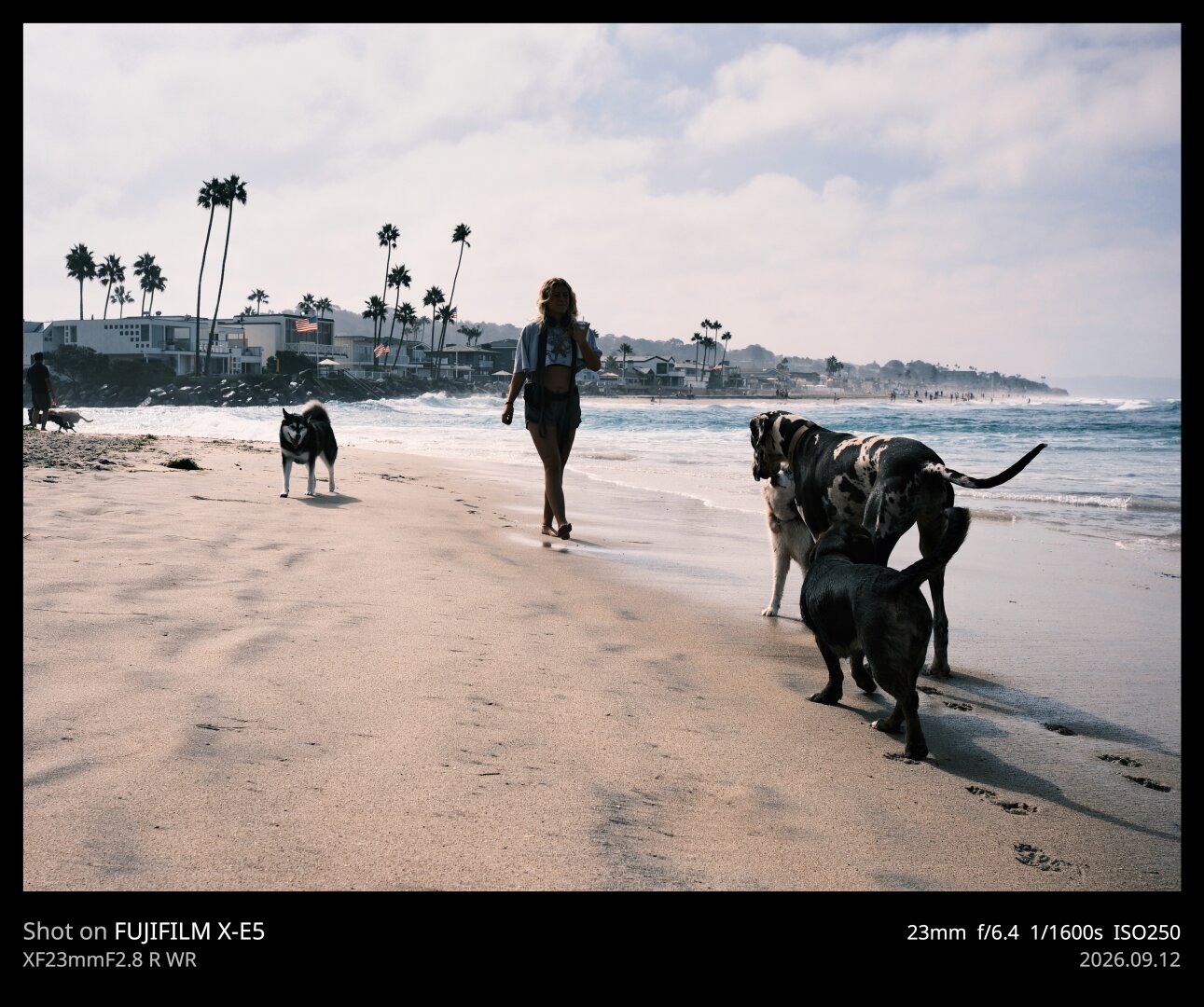 A Great Dane, husky, and some sort of black dog sniff one another on a dog beach in San Diego. A Shiba Inu looks on, while a woman walks toward the group of three. Palm trees are in the background, the sky is partially cloudy, and you can see waves rolling in on the beach.