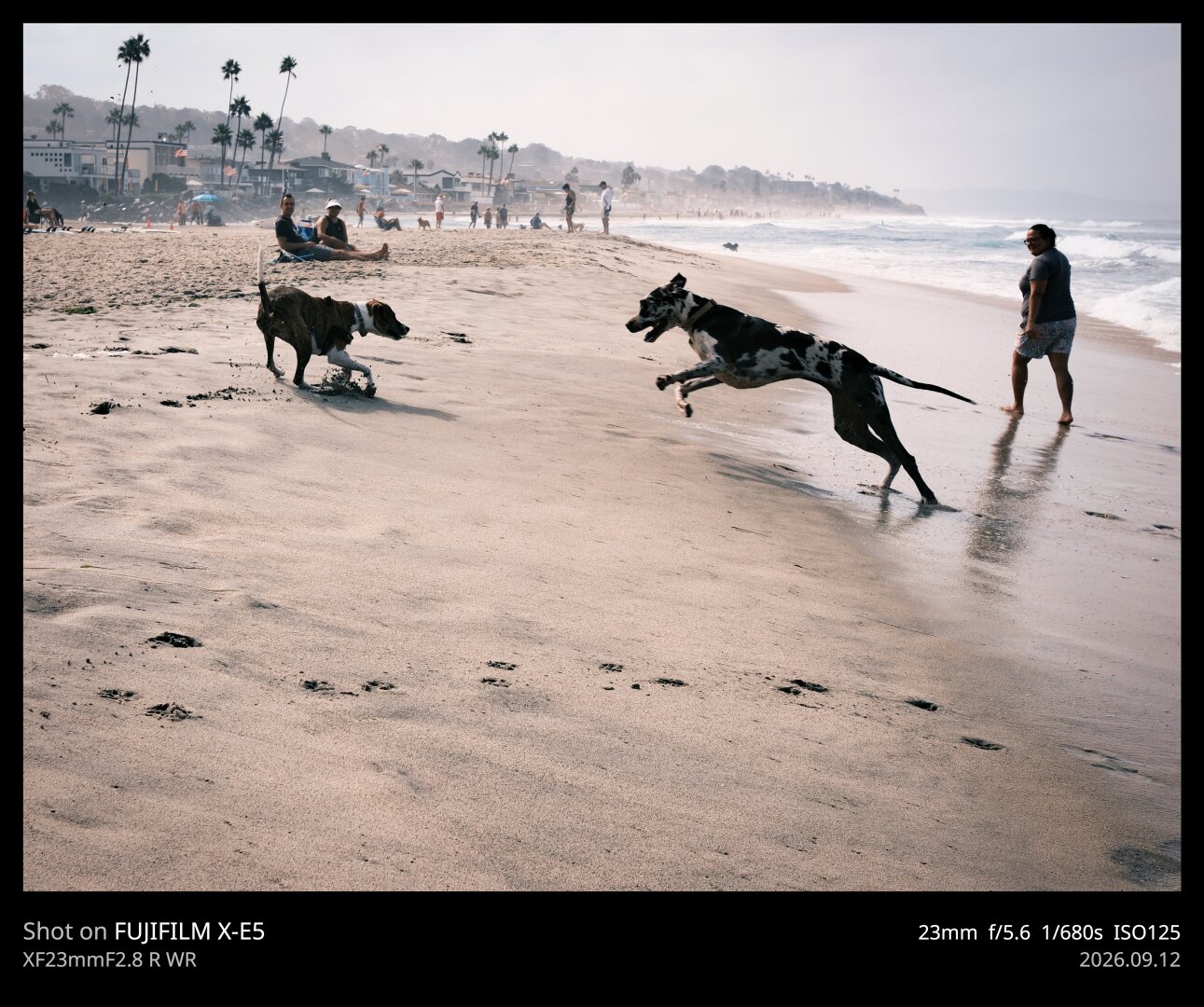A black and white spotted Great Dane pounces toward a beagle mix (maybe) at the beach. Dog owners look on, while the waves roll onto the beach from the right.