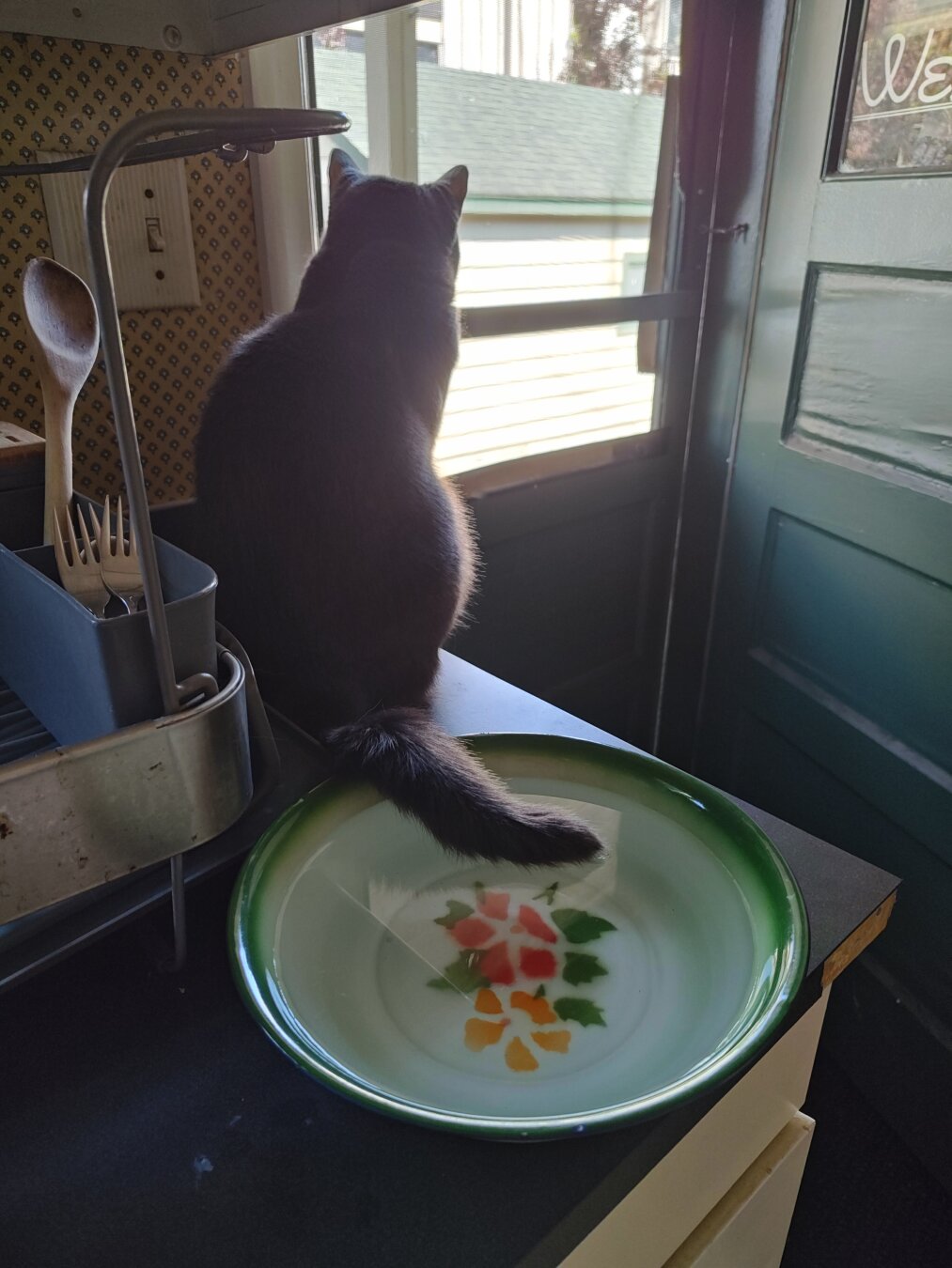 cat looking out a screen door with her tail in a bowl of water