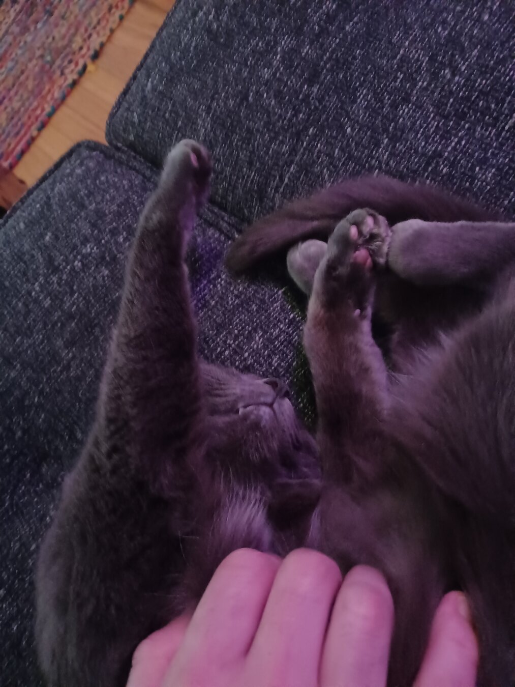 sleeping Russian blue cat with her front legs stretched out getting chest scratches