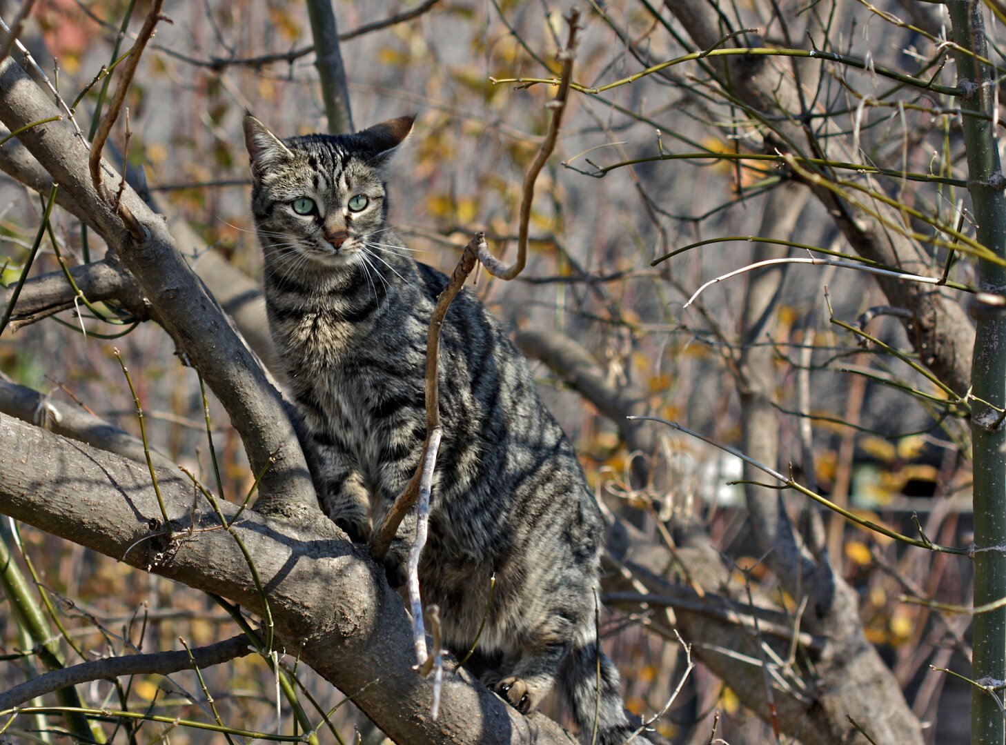 Treecat