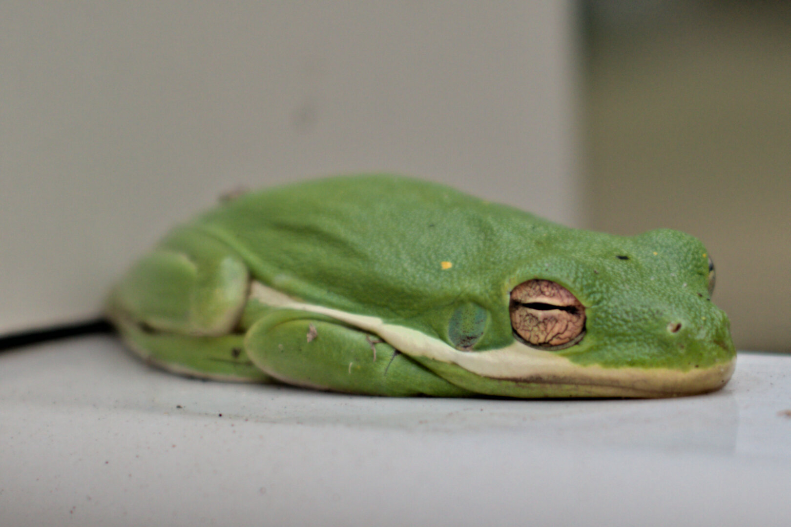 A bright green tree frog sits on a fence.