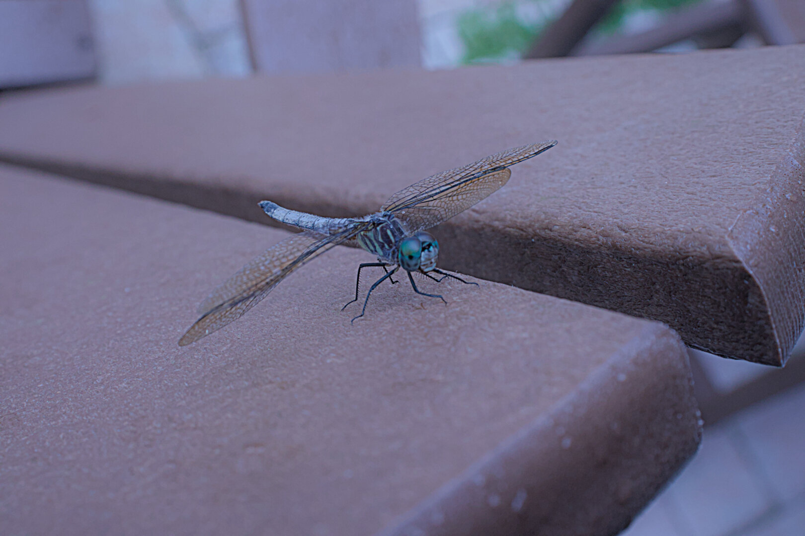 Closeup of a dragonfly side view.