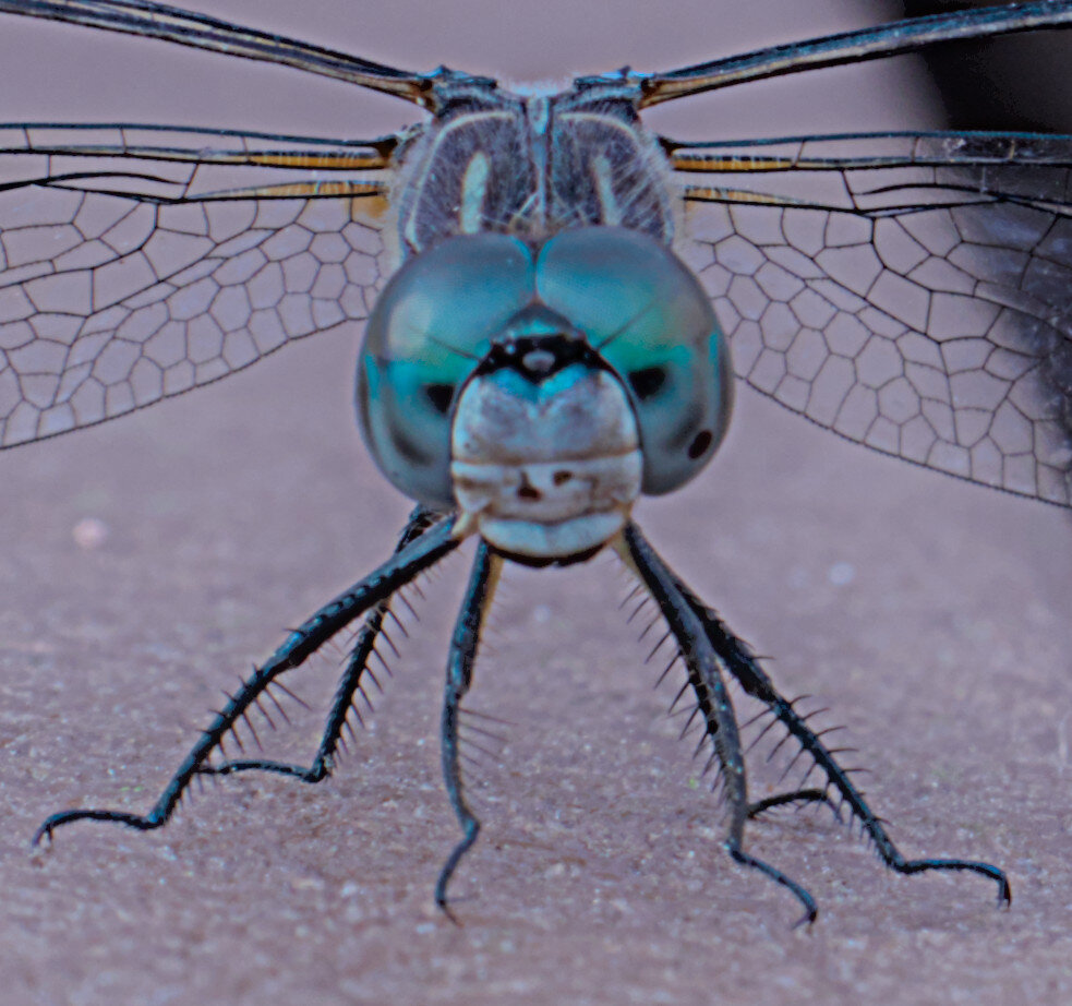 Closeup of the dragonfly's colorful face and black legs.