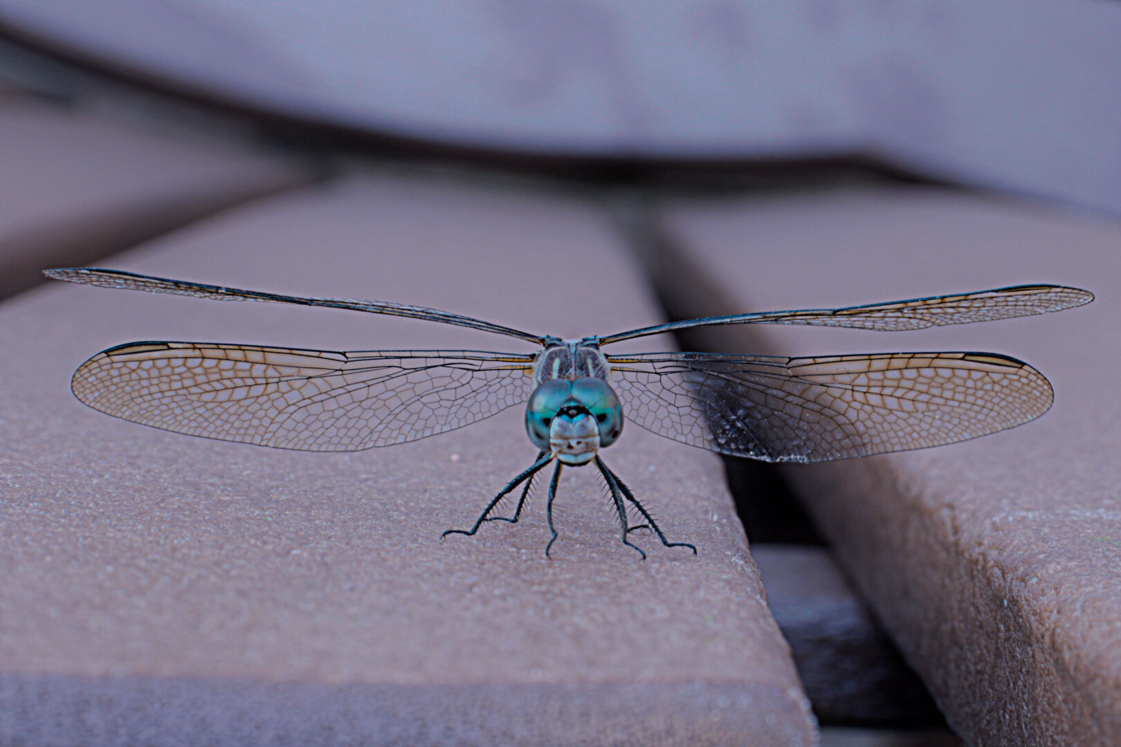 Closeup of a dragonfly looking at the camera.