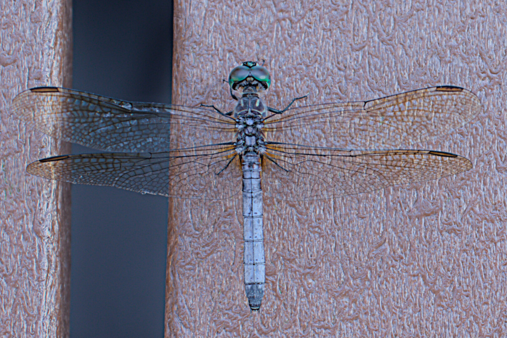 Closeup of the top of the dragonfly.