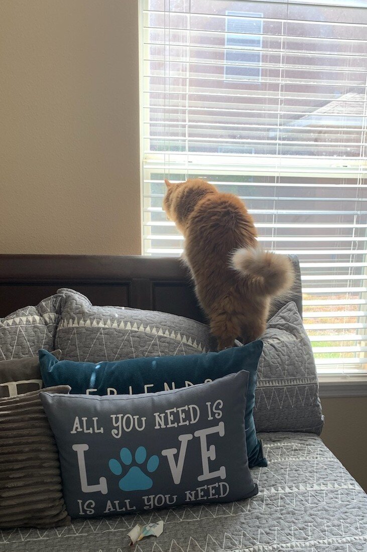 An orange cat perched on a headboard and looking at the neighbor's house through the window blinds. On the bed is a pillow with the words All you need is love is all you need on it.
