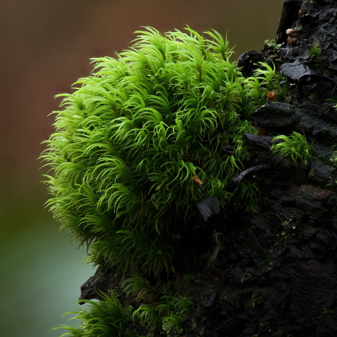 A macro photograph of a round node of green moss on the side of a tree. We are focused in pretty close, and the somewhat rubbery texture of the moss is apparent.