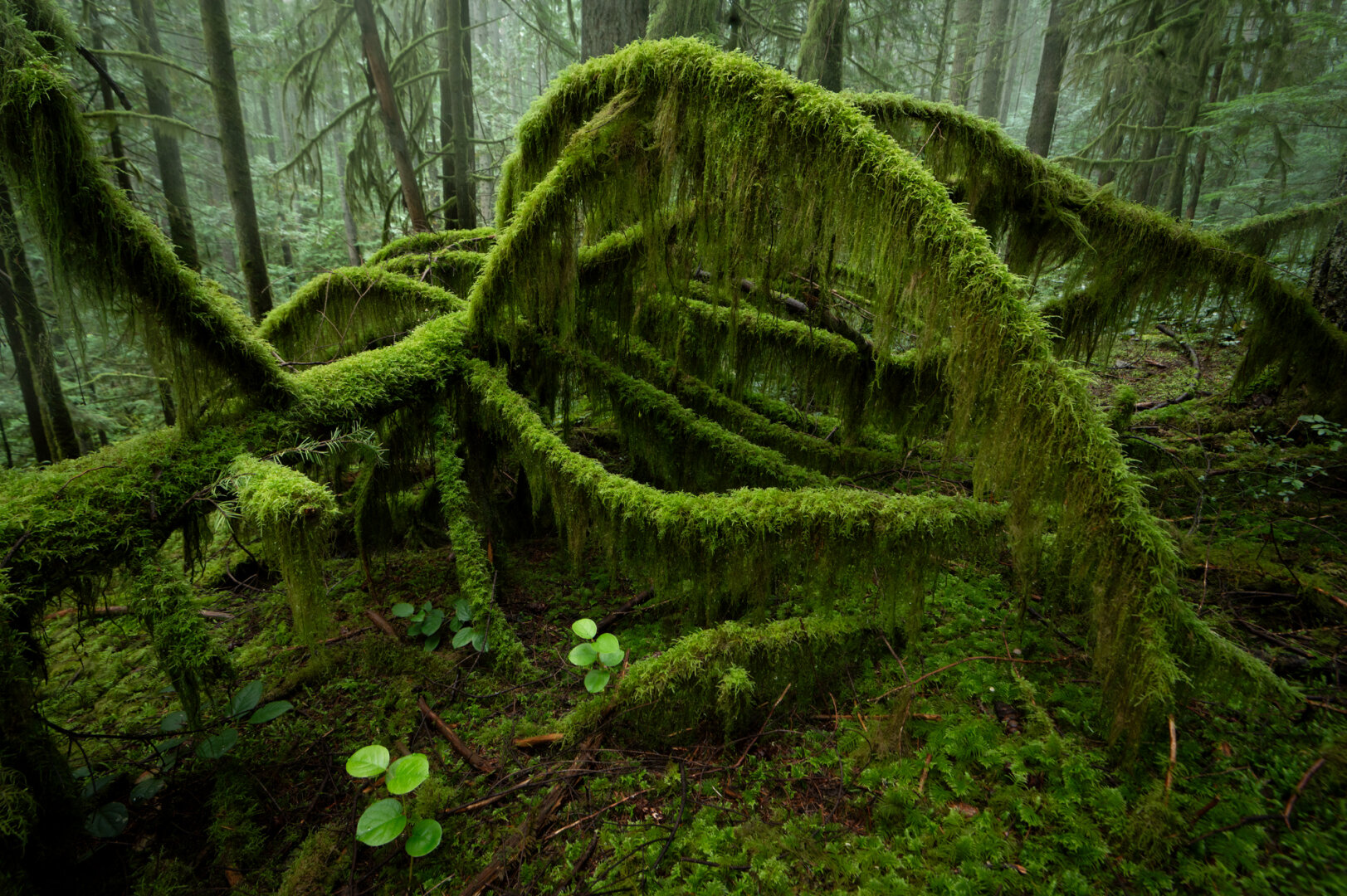 A photograph of a fallen tree in a forest, it's many branches covered in moss and old man's beard. The angle of the shot combined with the shape of the branches gives the impression of a giant, moss covered spider. A photograph of a fallen tree in a forest, it's many branches covered in moss and old man's beard. The angle of the shot combined with the shape of the branches gives the impression of a giant, moss covered spider.