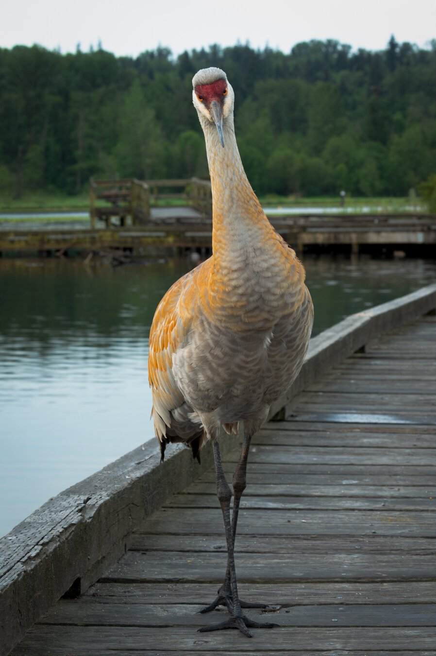 A photograph of a heron that got rather close to me, while I was sitting on the boardwalks at Burnaby Lake. It has orange and white feathers, and stands around 1.2m / ~4' tall. It appears to be looking at the camera quizzically, but not aggressively. A photograph of a heron that got rather close to me, while I was sitting on the boardwalks at Burnaby Lake. It has orange and white feathers, and stands around 1.2m / ~4' tall. It appears to be looking at the camera quizzically, but not aggressively.