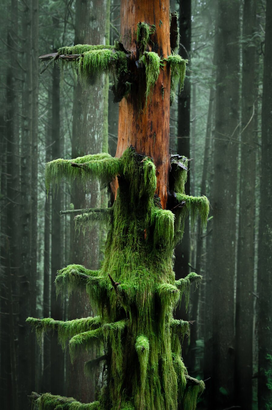 A photograph of an old tree, almost exactly half covered with green old man's beard moss. The tree is (I believe) an arbutus tree, but it's tough to tell under all that green.

The tree occupies the centre of the frame, with the un-moss-covered top exposing it's red bark.