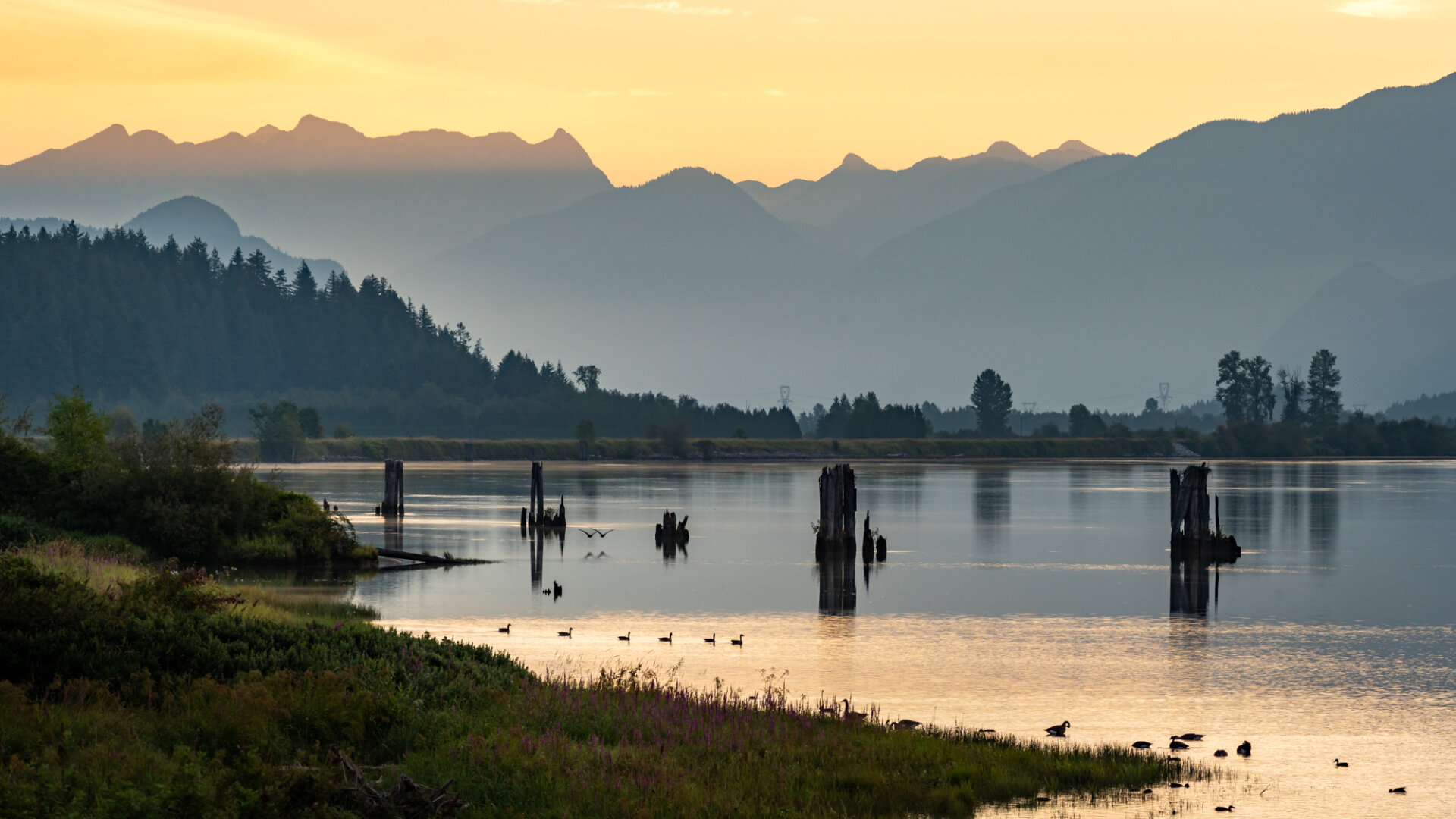 A photograph of the Pitt River in the lower mainland surrounding Vancouver, BC. It is sunrise, and the sun is just barely cresting over the Golden Ears mountains in the background, casting a golden tint over the scene. The foreground is occupied by some dilapidated piers and posts, with different collections of birds swimming and low-flying between them, including a pair of geese that almost look like clones of each other.