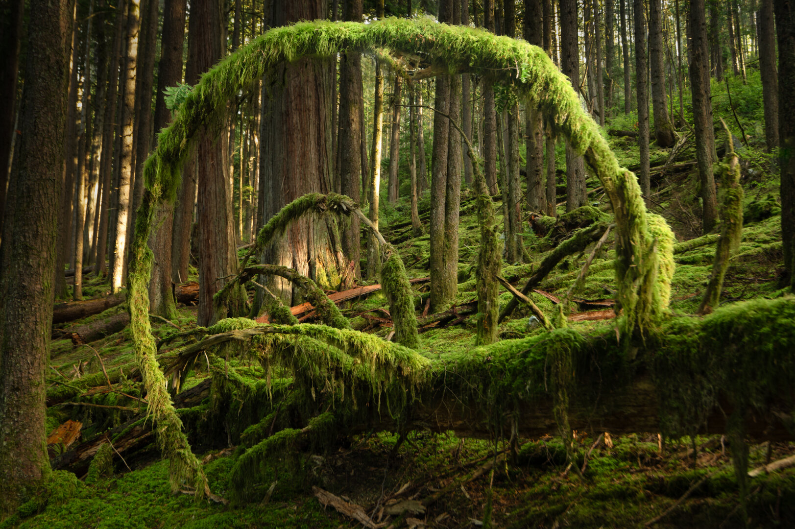 A photograph of a moss-covered fallen tree, it's many branches arcing over the trunk. The foreground is occupied by the largest arc, framing the moss-covered forest behind. Sunlight is breaking through the trees, stripes illuminating the background.
