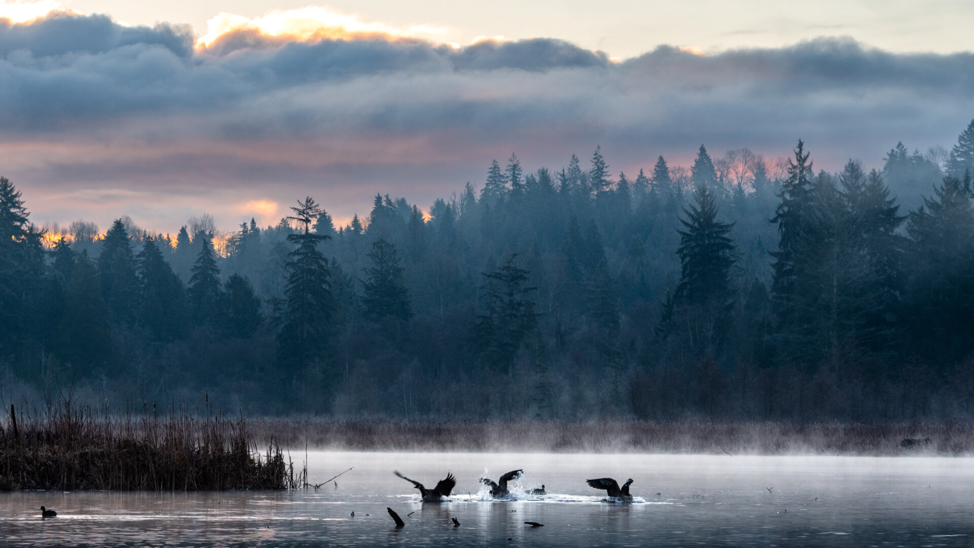 A sunrise photograph, taken at Burnaby Lake, BC, of some geese chasing each other around in the water. The background is filled with light fog and the tall trees of the opposite shore. The sky has some low, dark clouds, which are reflecting the sunrise light off of their undersides. Blue, orange and purple tones fill the scene.
