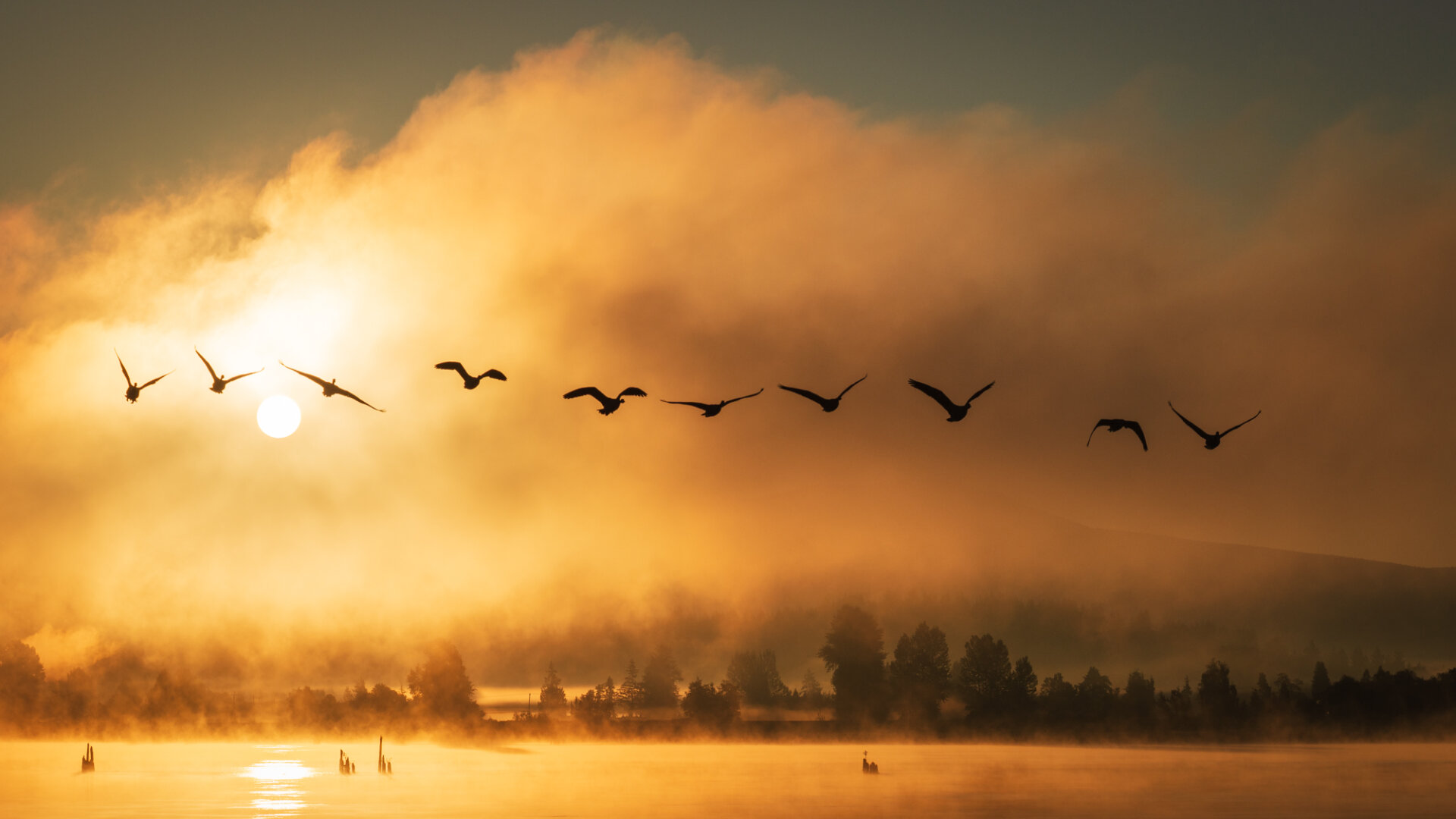 A sunrise photograph, taken along the banks of the Pitt River near Pitt Meadows, BC. The sun has just crested over the mountains, and is shining brightly through a bank of fog, casting a vivid orange hue over the scene. A gaggle of Canada Geese decided to make themselves the focus of the shot, spreading in a line directly come at camera in formation.