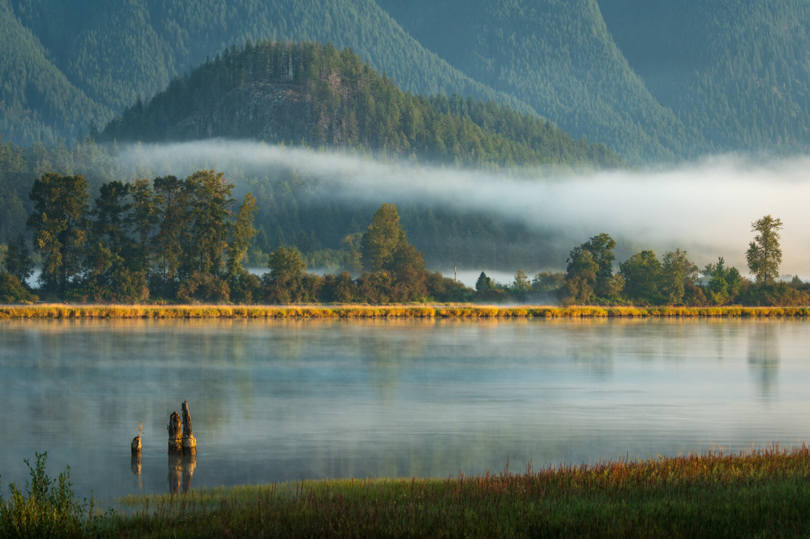 A photograph taken of High Knoll in Minnekhada Park near Coquitlam, BC, from across the Pitt River. It is sunrise, with yellow light casting over the very green scene. A long, winding piece of fog twists it's way through the scene, akin to a tentacle.