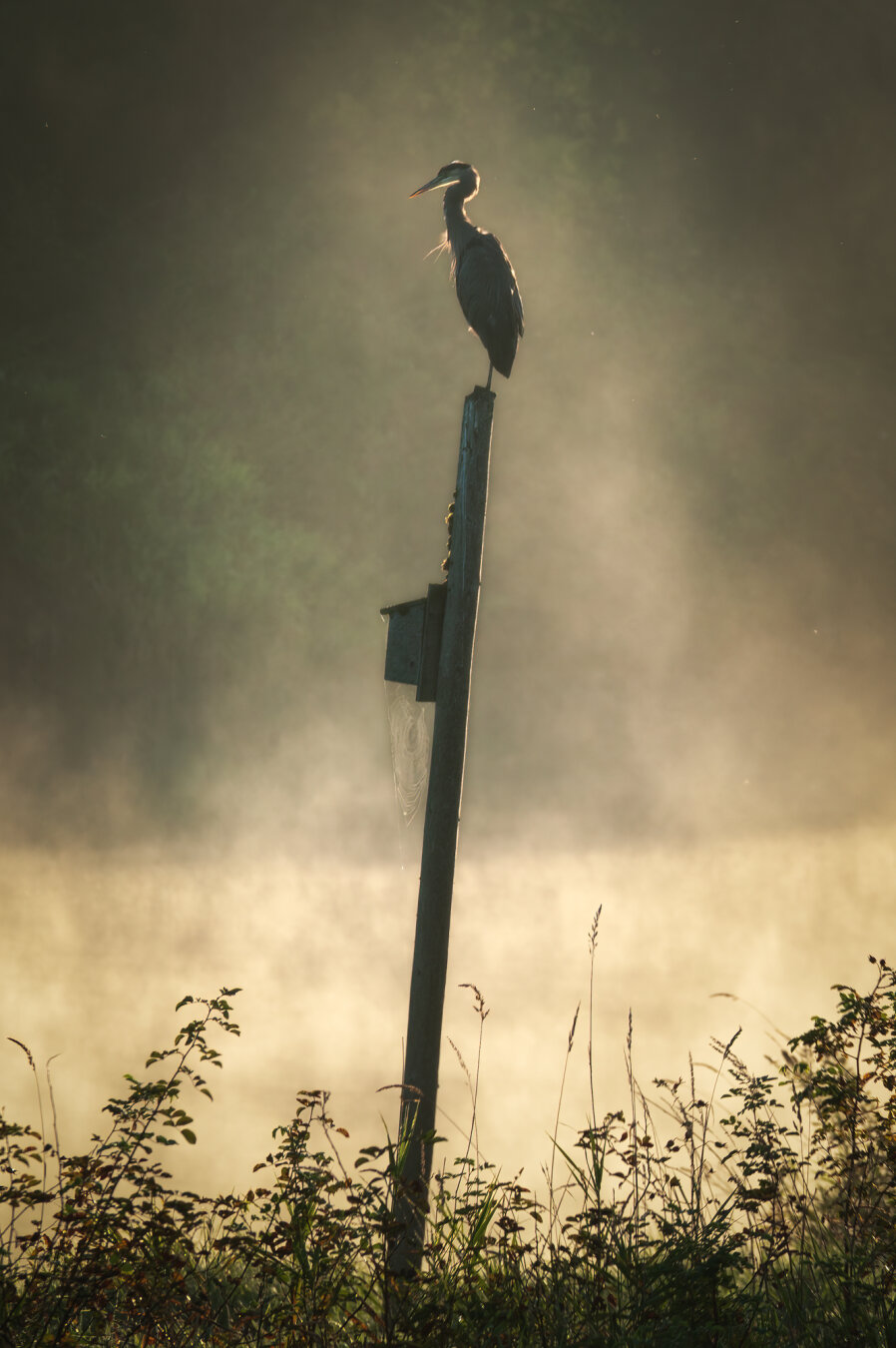 A photograph of a heron, perched atop an old post along the banks of the Alouette River in Pitt Meadows, BC. It is just past sunrise, and early morning mist rolling off of the water is being lit up golden by the sun, silhouetting the bird and post nicely.