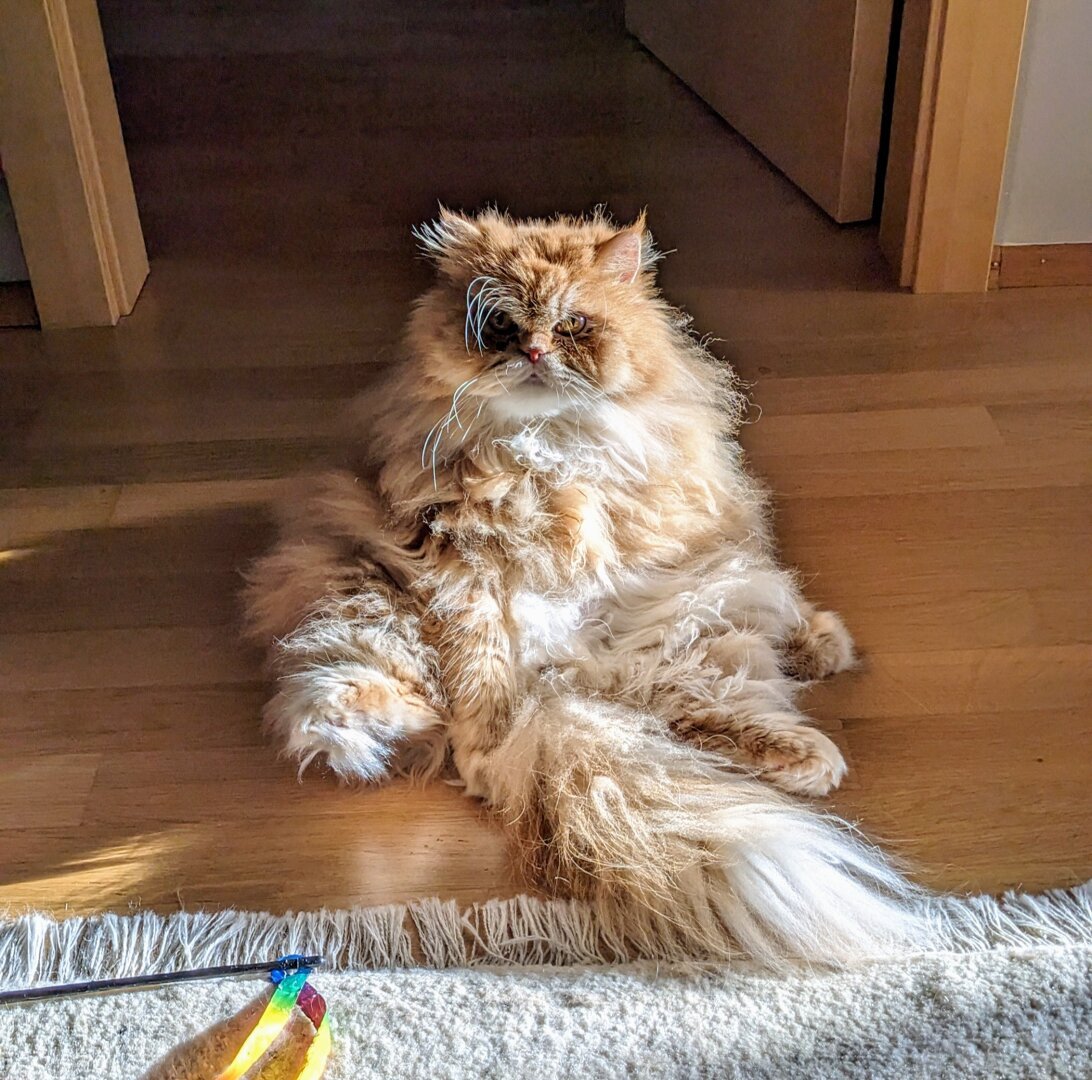 Alfi (@alfithecat@pixelfed.social)