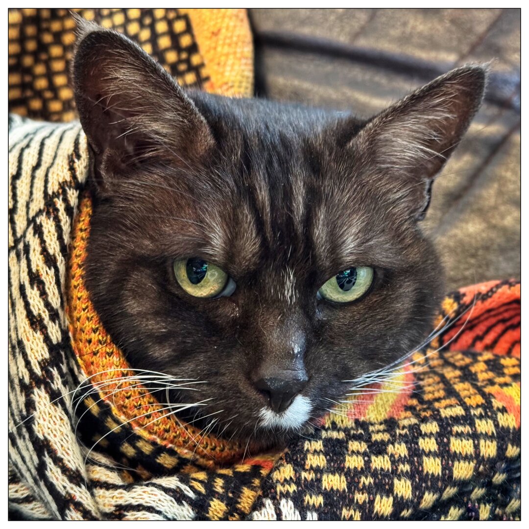 A closeup of a cat’s face as it looks out from underneath a colorful woolen blanket.