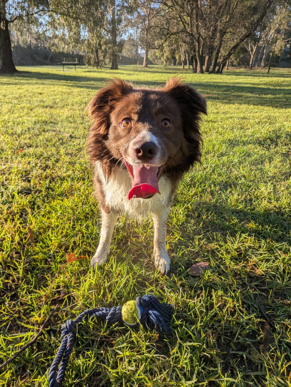 happy chocolate and white coloured border collie dog, in parkland with a rope toy, in the morning sunrise