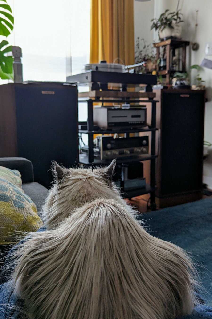 Long-haired light grey cat laying down in the foreground. He is facing towards the background on which there is an audio setup with a turntable, receiver, pre-amp and speakers. Behind this is a large window with a yellow curtain.