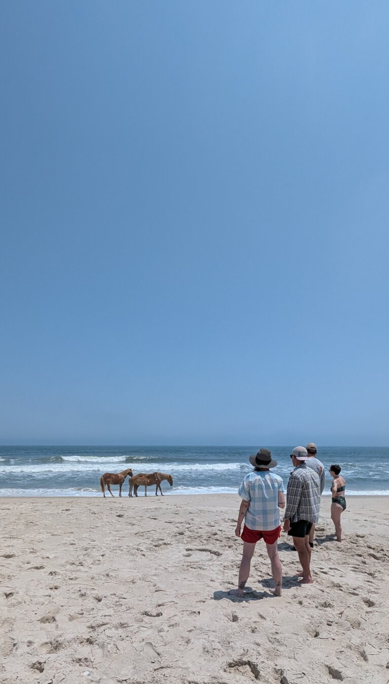 A group of people watching a group of ponies walking along the beach.
