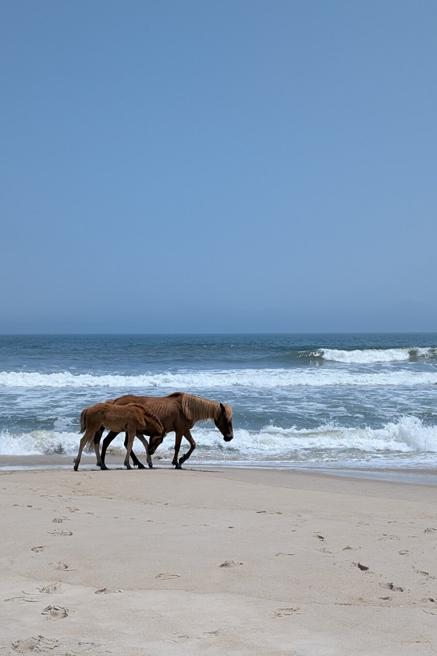 An adult and young pony walking along the beach.
