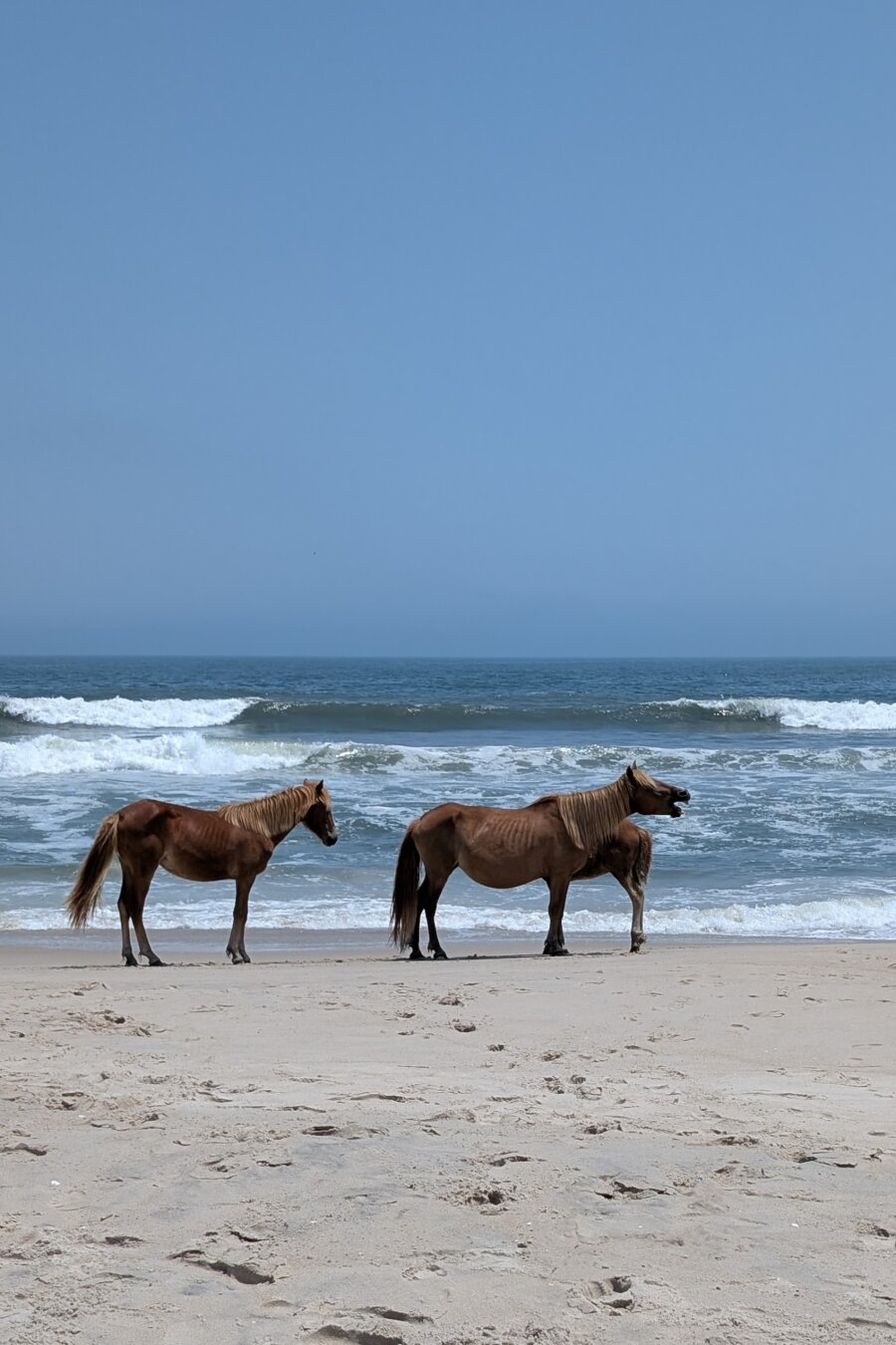 Two adult and one young pony walking along the beach. One of the ponies has their mouth open in a neigh.