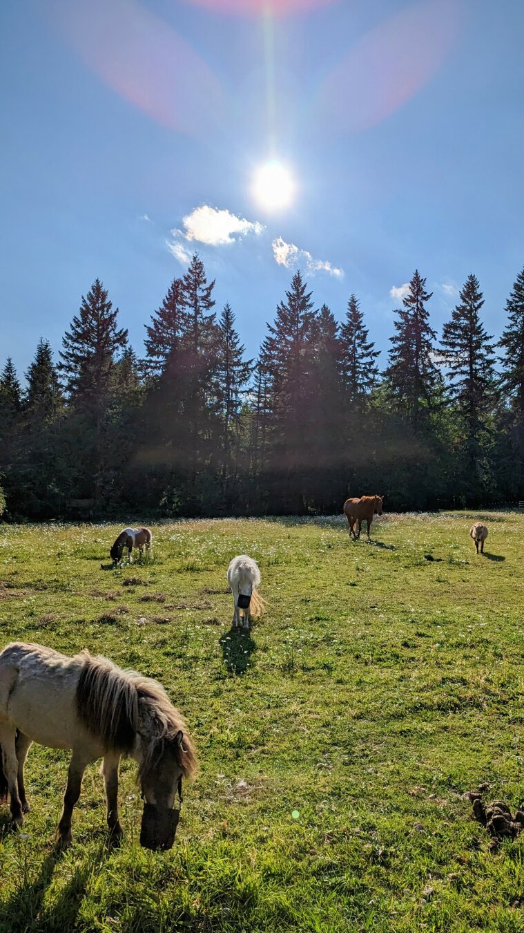 Four mini horses and a regular horse in a pasture