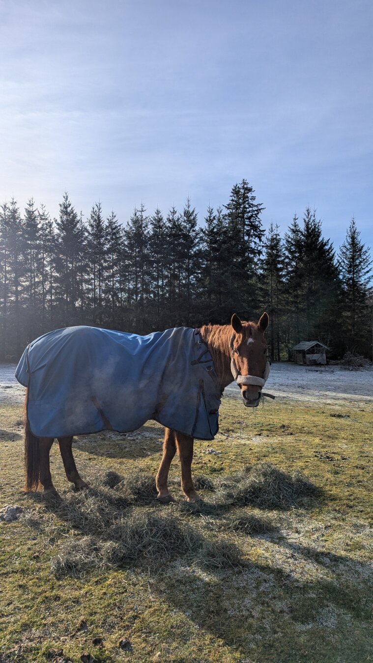 Brown horse in blue coat staring at camera, hay is on the ground