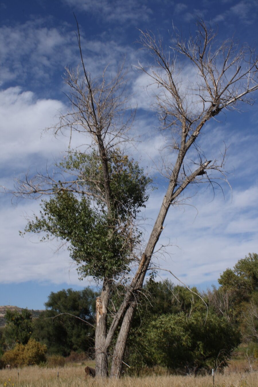 A tree against a blue sky