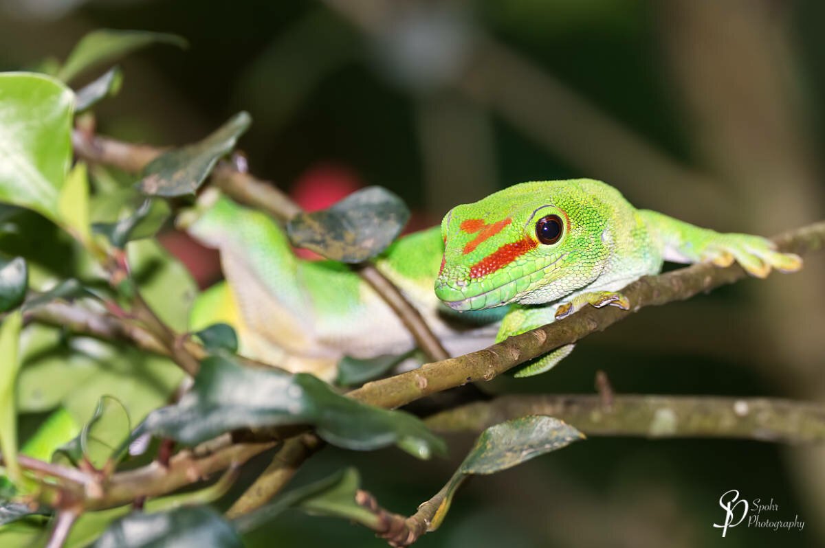 Phelsuma grandis is a diurnal arboreal species of day gecko. These geckos are part of the Phelsuma group, which consists of in excess of 70 species and subspecies. They are commonly referred to as the Madagascar giant day gecko, due to their large size. They are native to areas of tropical and subtropical forest in northern Madagascar, but have been introduced to several other subtropical locations outside their range. P. grandis feeds on various invertebrates, very small vertebrates, and nectar. It is bred and sold as an exotic pet. (Text Source: Wikipedia)